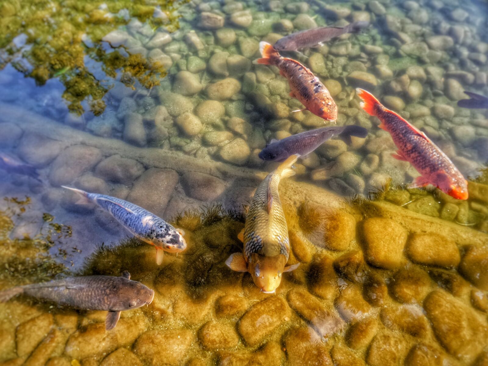 Samsung Galaxy K Zoom sample photo. Carps, koi, pond photography