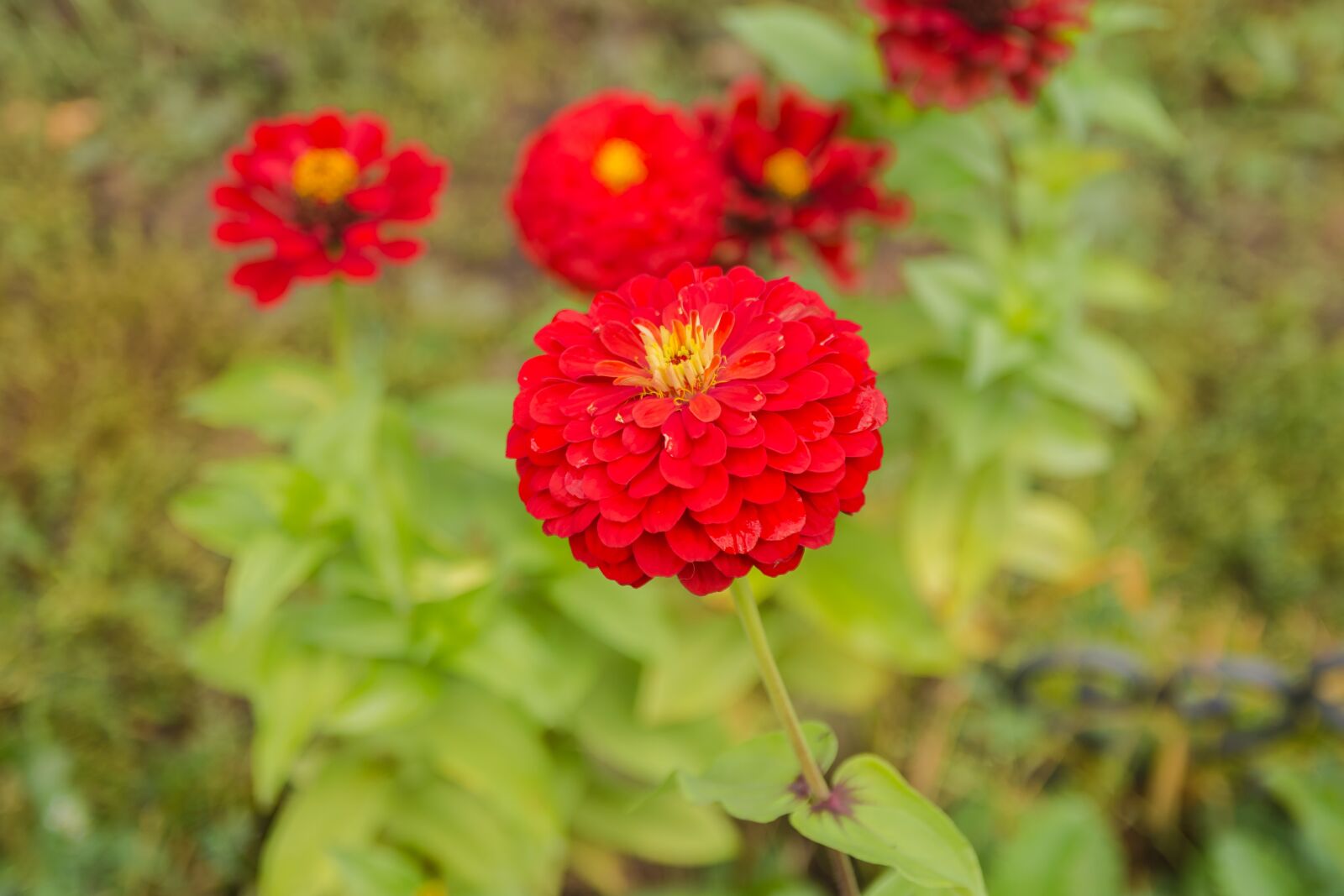 Nikon D7200 sample photo. Flowers, summer, nature photography