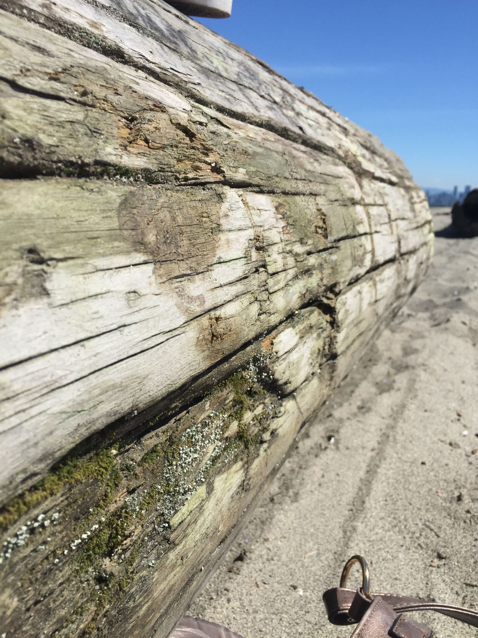 Apple iPhone 6 sample photo. Driftwood, log, beach photography