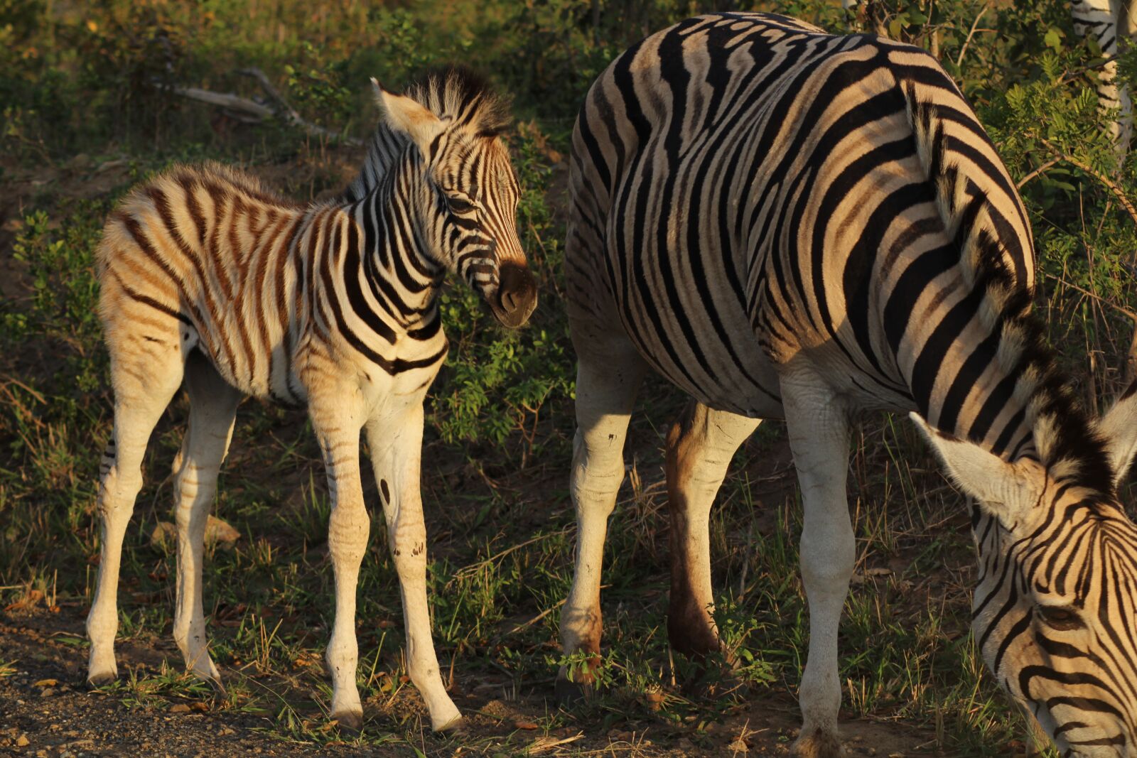 Canon EOS 1200D (EOS Rebel T5 / EOS Kiss X70 / EOS Hi) sample photo. Zebra, south africa, africa photography