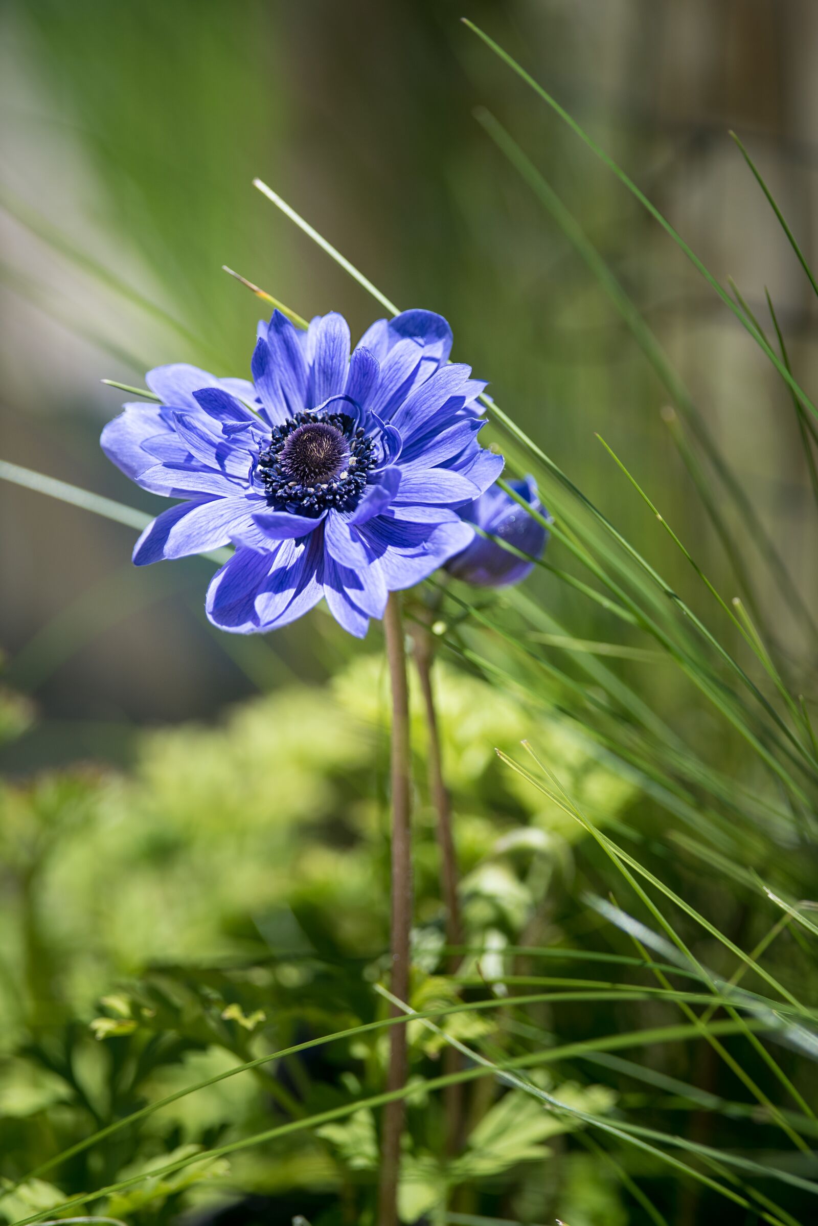 Nikon D750 sample photo. Anemone, flower, blue photography