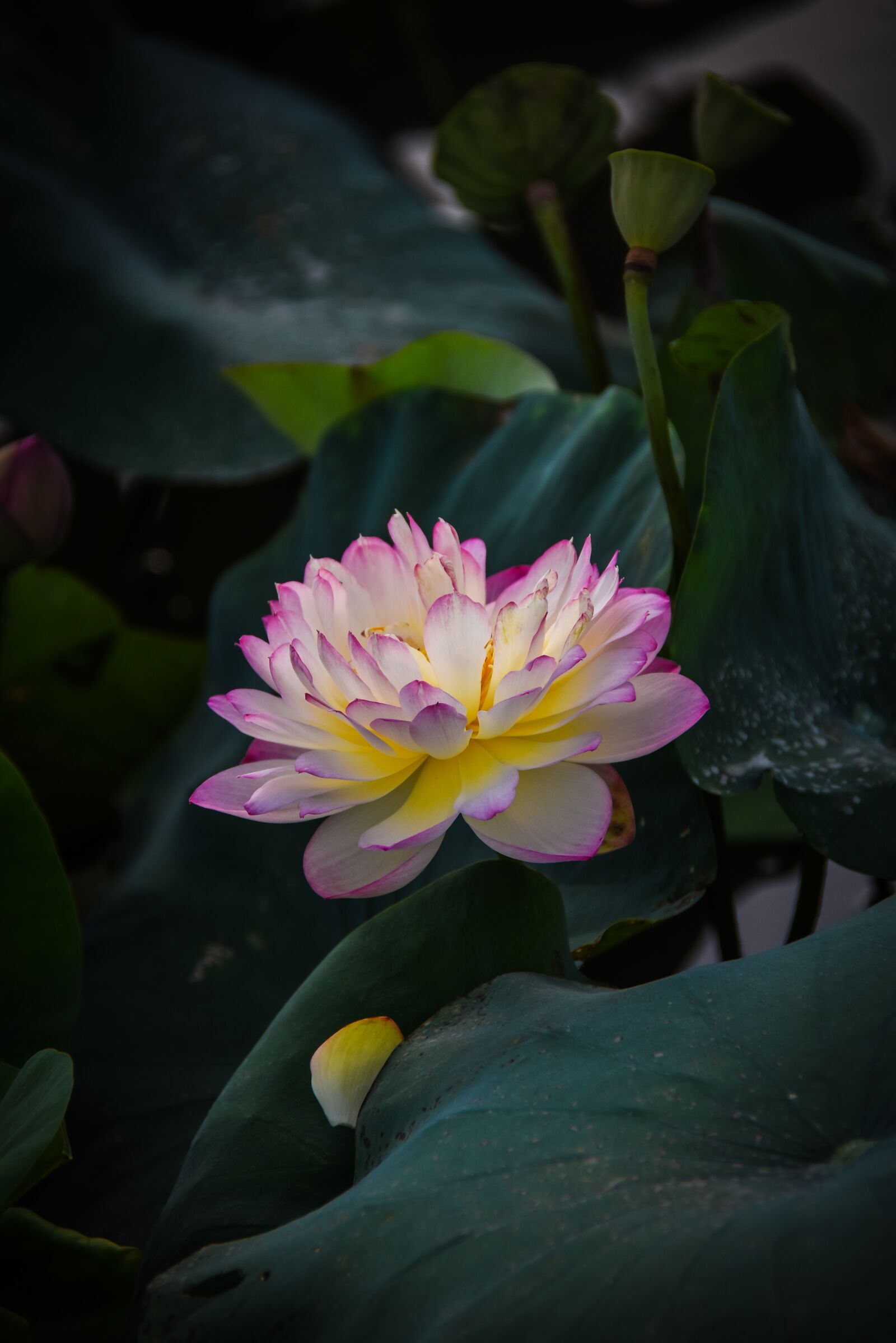 Nikon D7200 sample photo. Golden lotus border pink photography