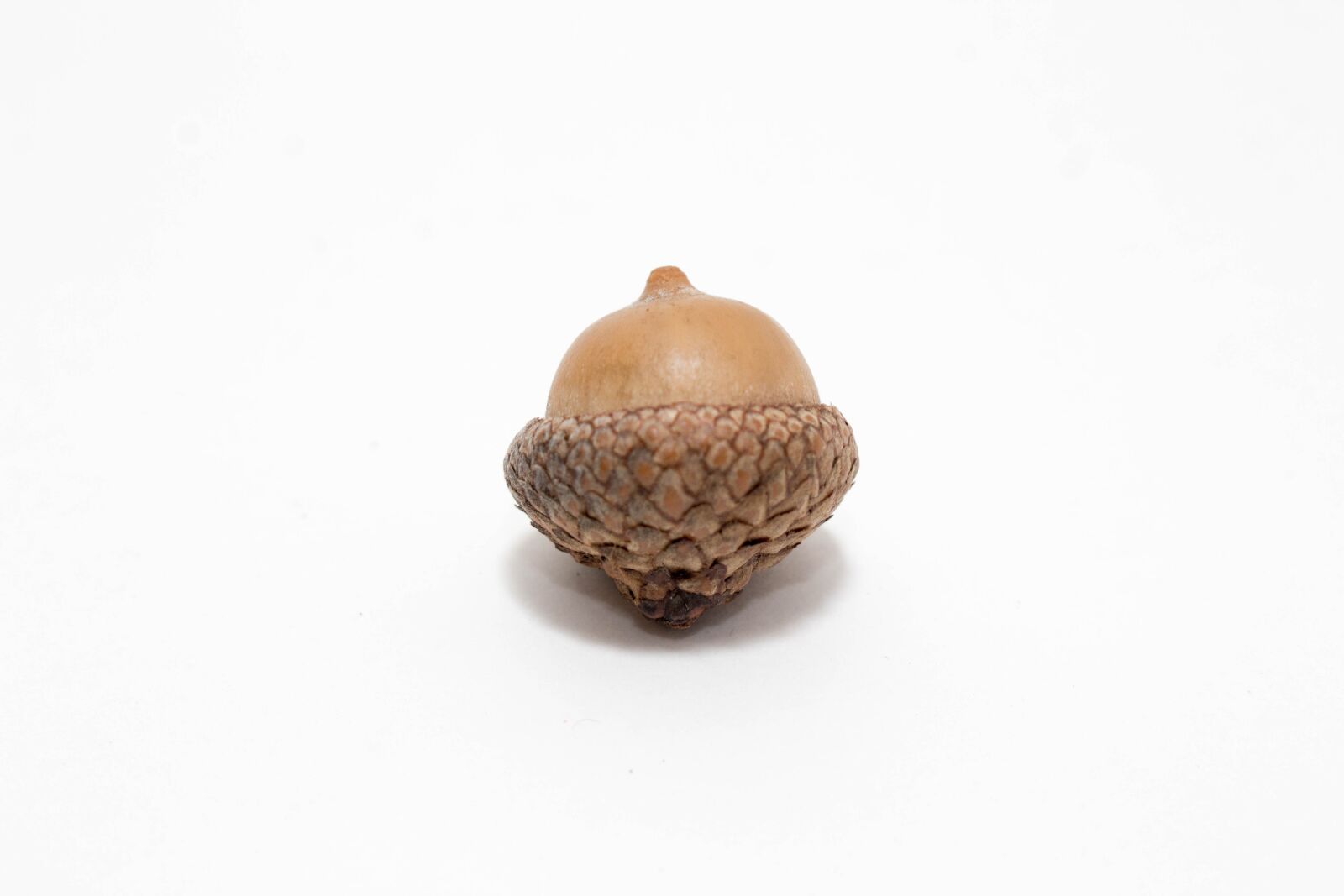 Canon EOS 700D (EOS Rebel T5i / EOS Kiss X7i) sample photo. Acorn, maple, tree photography