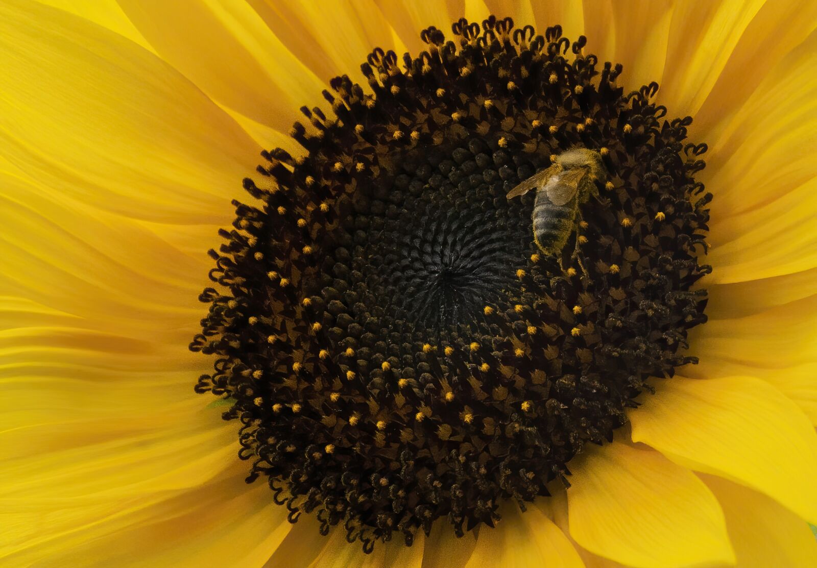 Nikon D7100 sample photo. Sunflower, bee, flower photography