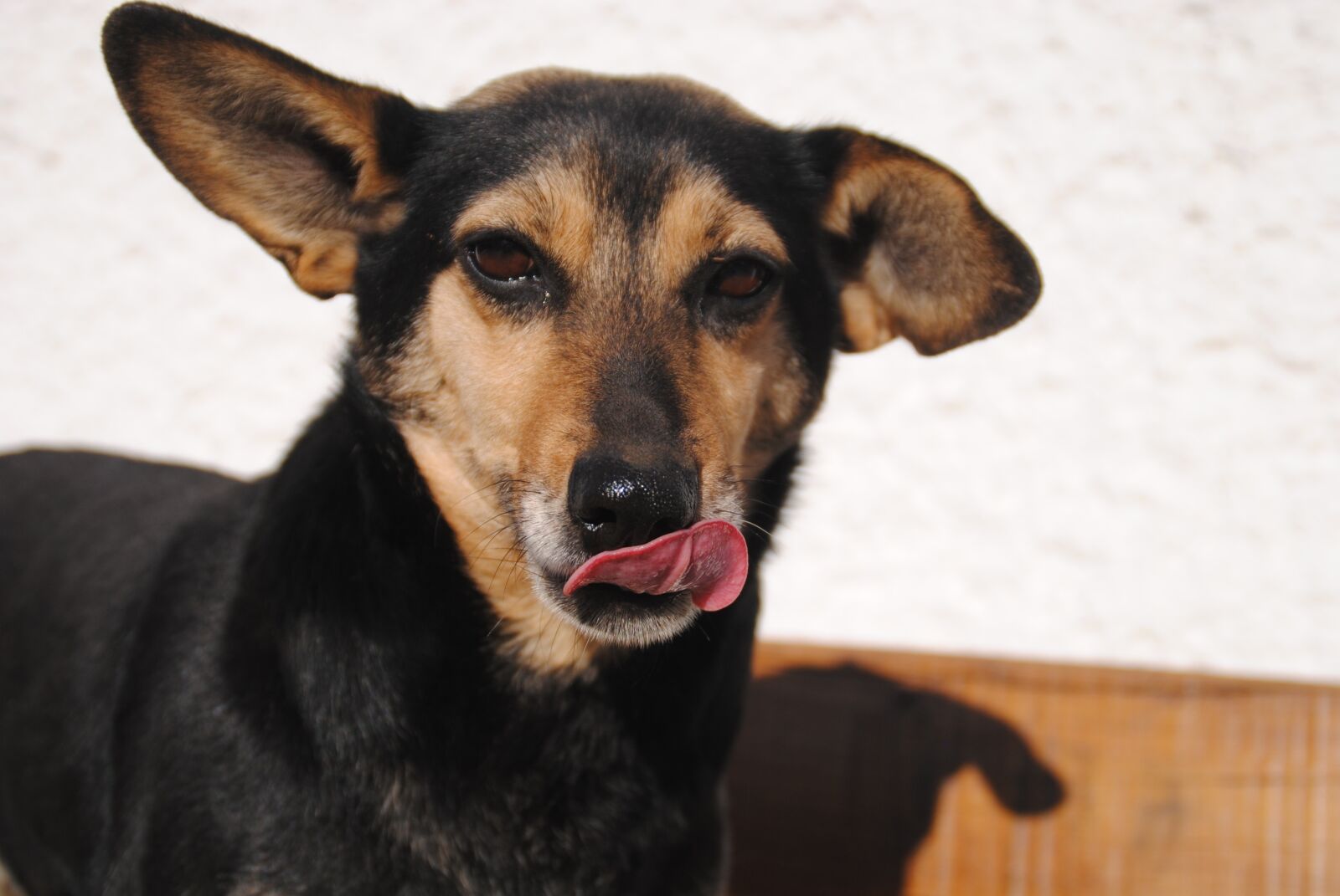 Nikon D3000 sample photo. Dog, animal, cute photography