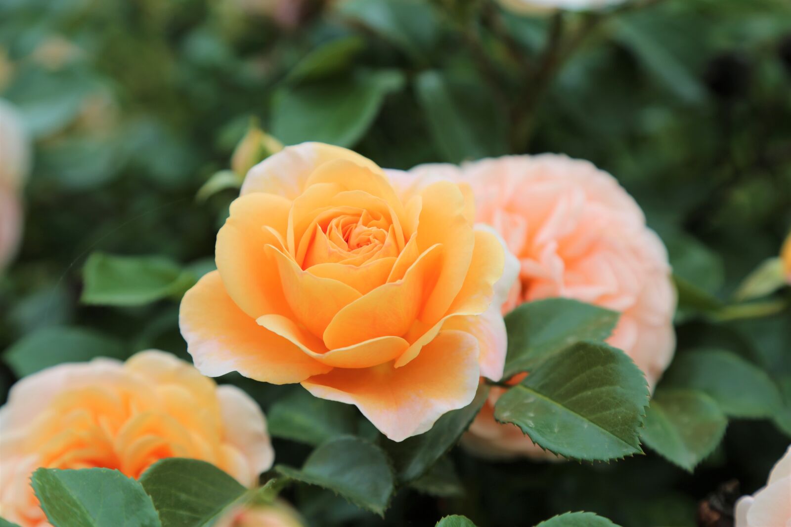 Canon EF 24-105mm F4L IS USM sample photo. Rose, flower, spring photography