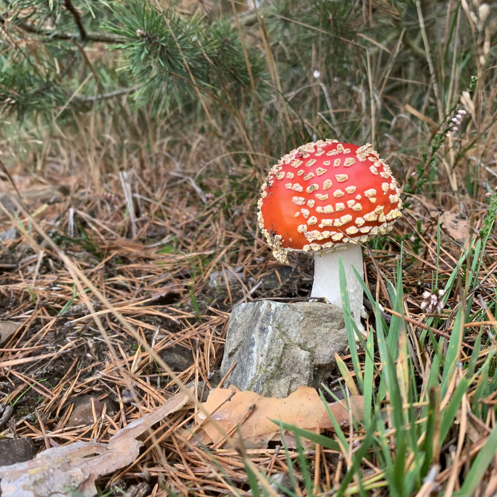 Apple iPhone XS sample photo. Mushroom, fly agaric, toxic photography