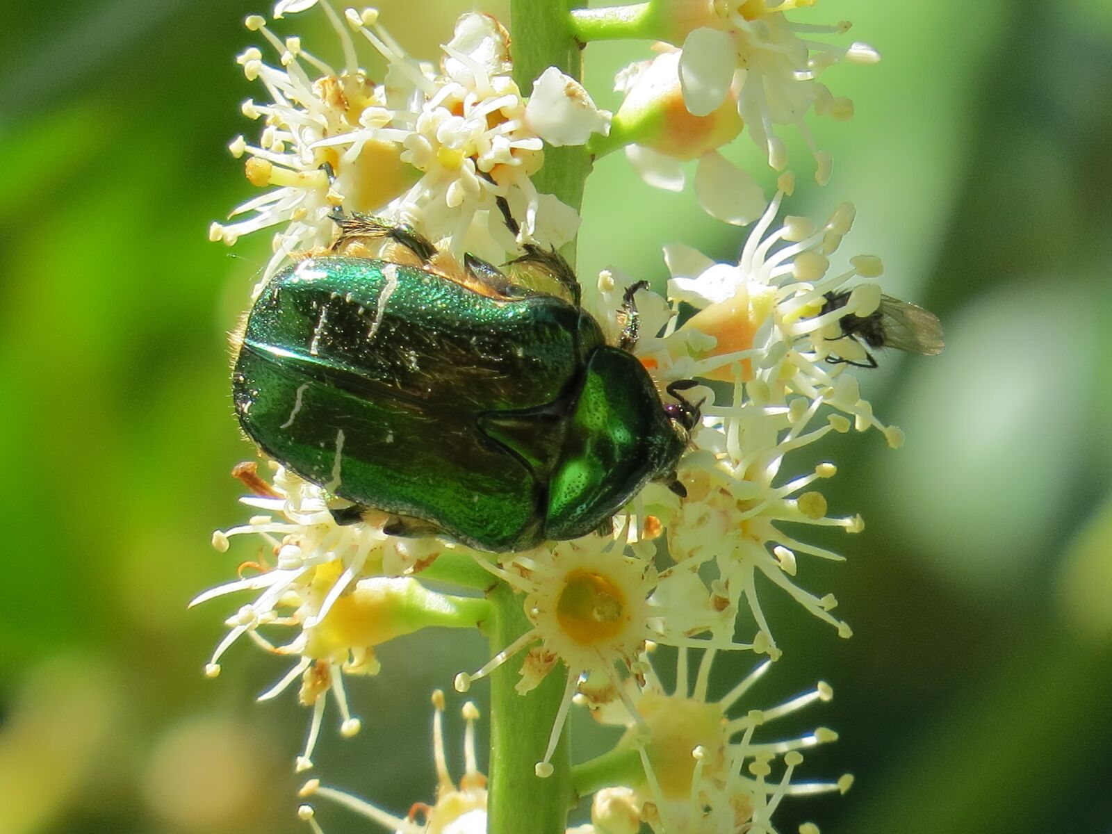 Canon PowerShot SX50 HS sample photo. Rose beetle, beetle, insect photography