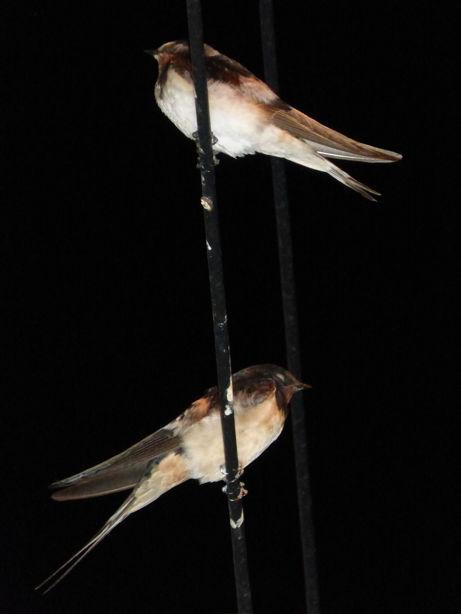 Panasonic DMC-FZ62 sample photo. Swallows, cables, sleep photography