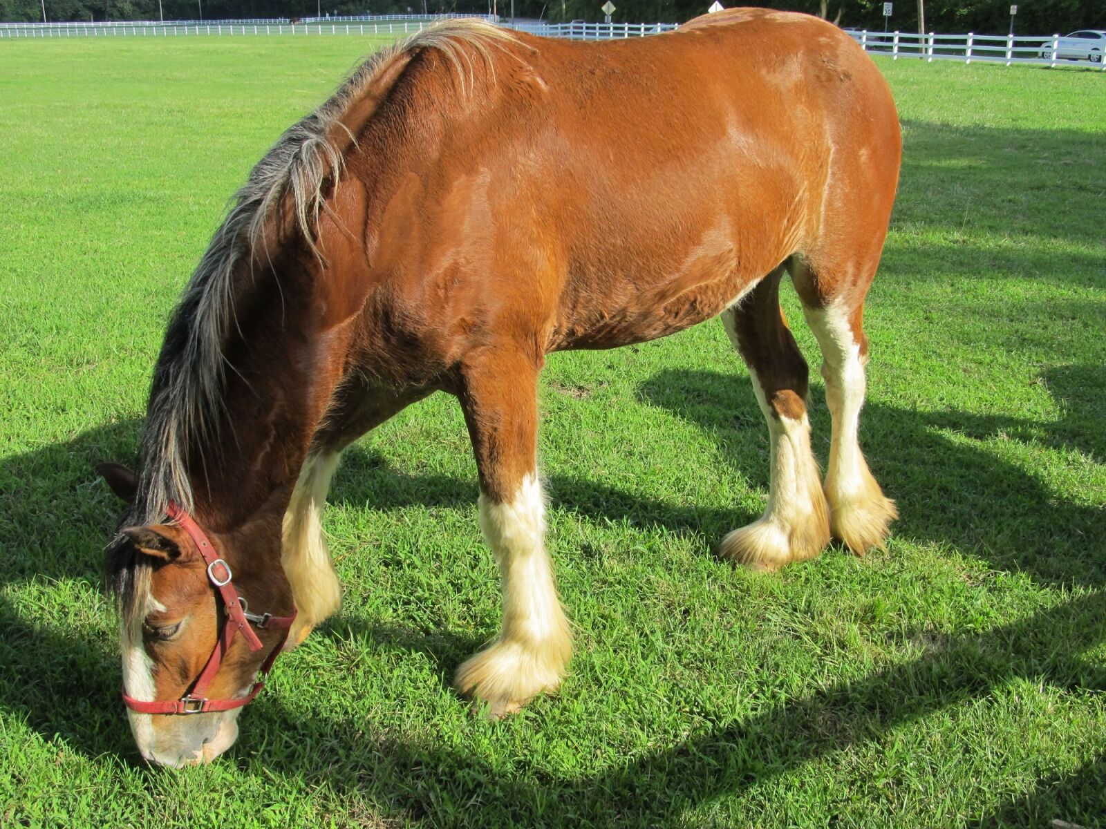 Canon PowerShot SX130 IS sample photo. Clydesdale, horse, yearling photography