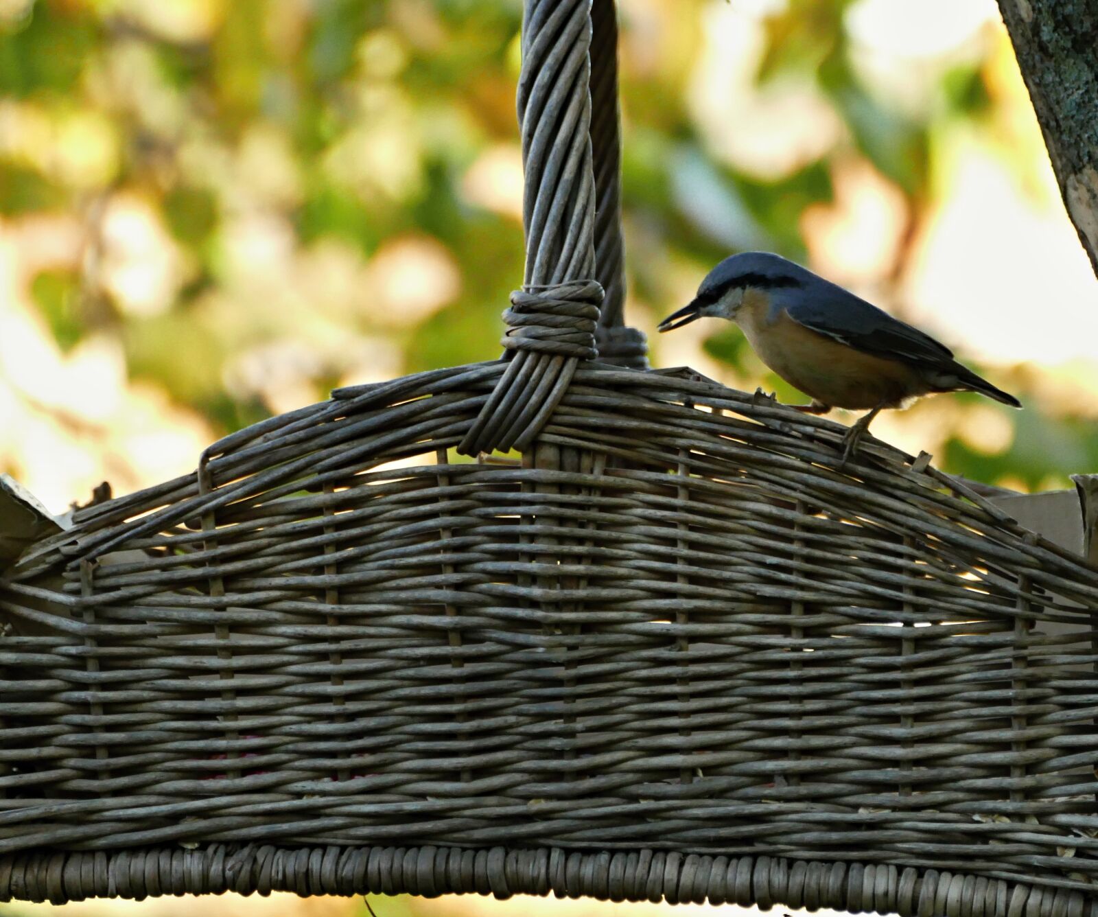 Panasonic Lumix DMC-FZ1000 sample photo. Little bird, spevav photography