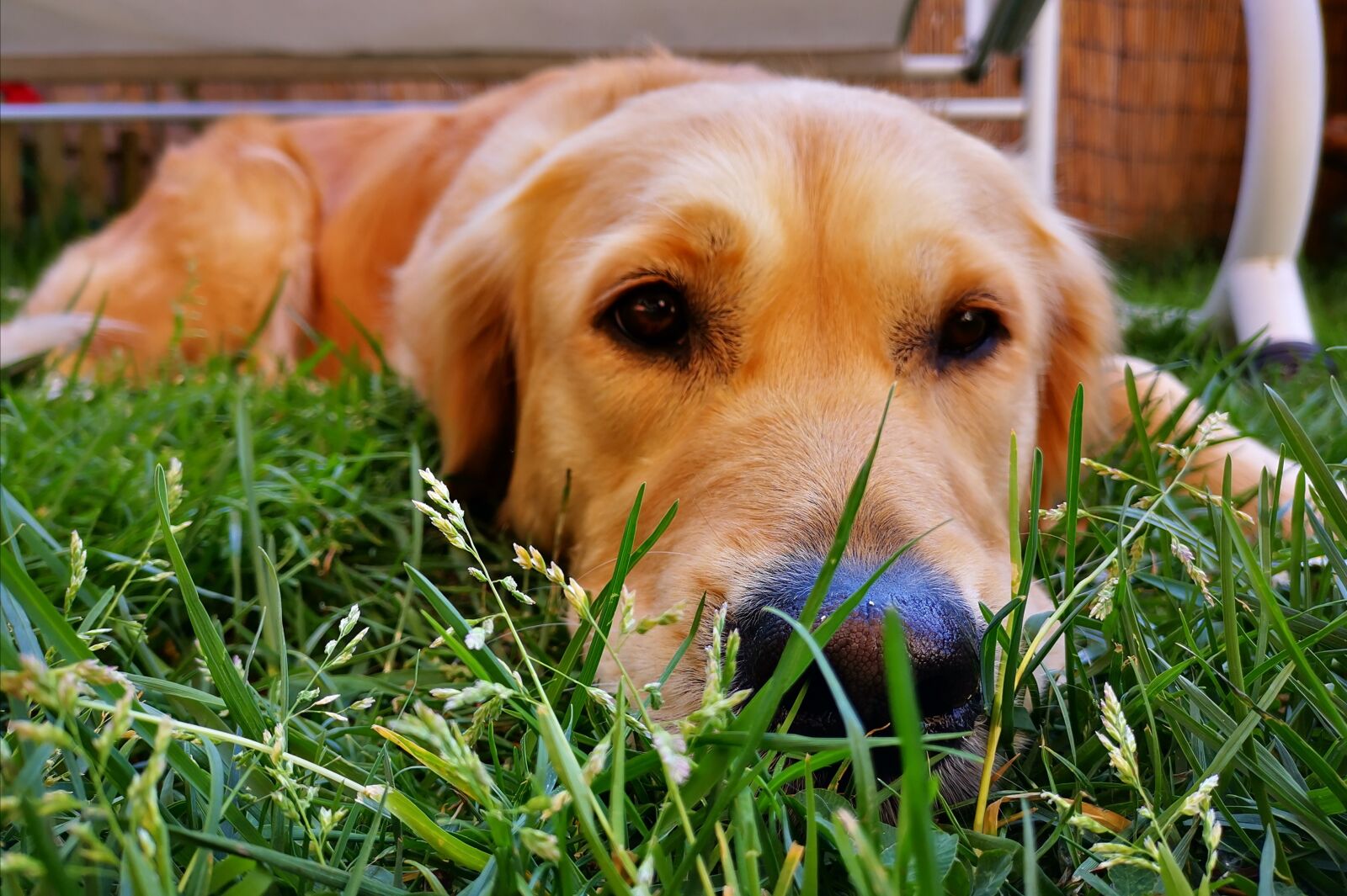 HUAWEI HMA-L29 sample photo. Golden retriever, bitch, young photography