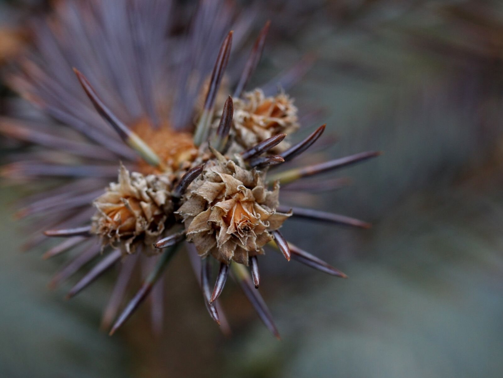 Canon EF-S 60mm F2.8 Macro USM sample photo. Brad, flower, inflorescence photography