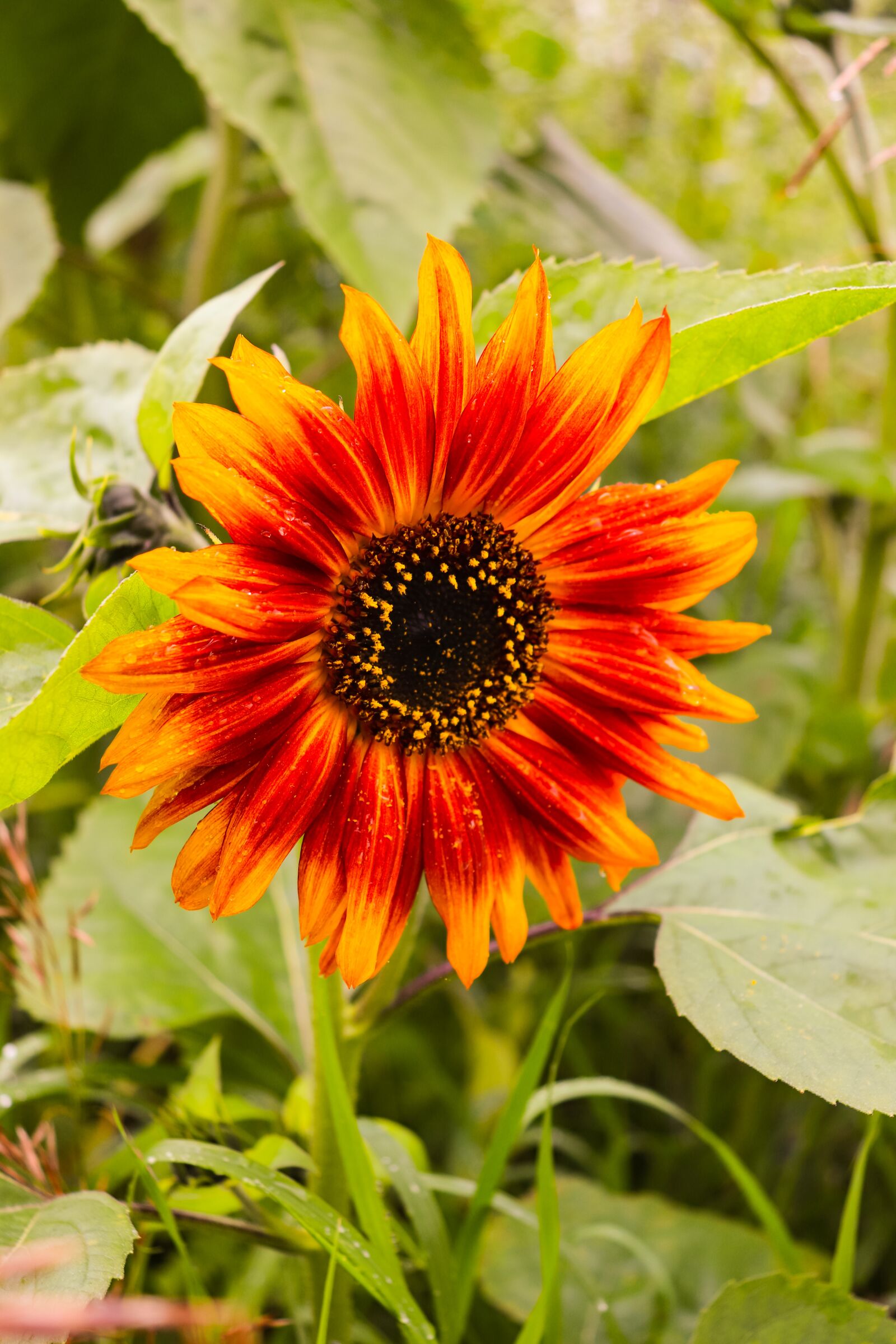 Canon EOS 200D (EOS Rebel SL2 / EOS Kiss X9) sample photo. Sunflower, flowers, village photography