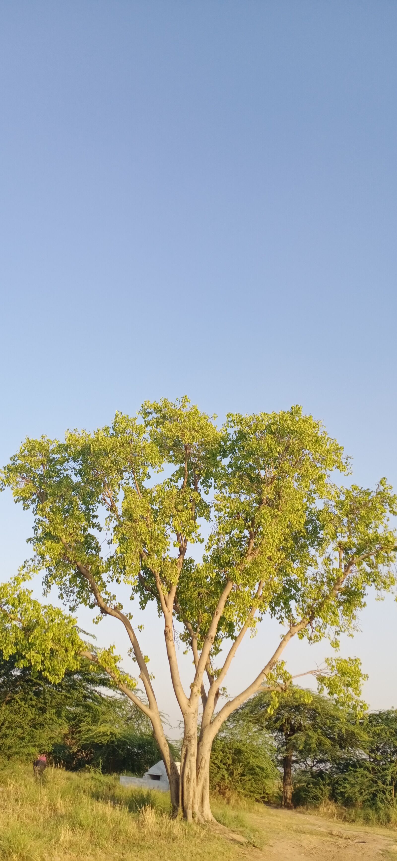 vivo 1907_19 sample photo. Tree, nature wallpaper, leap photography