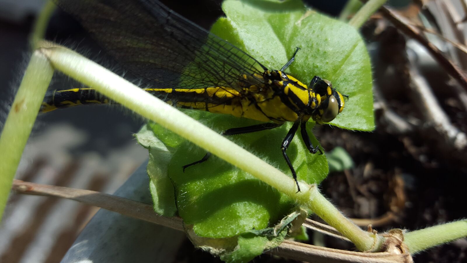 Samsung Galaxy S6 sample photo. Dragonfly, wings, insect photography