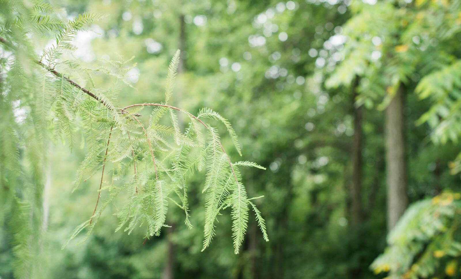 Nikon Df sample photo. Tree, green, summer photography