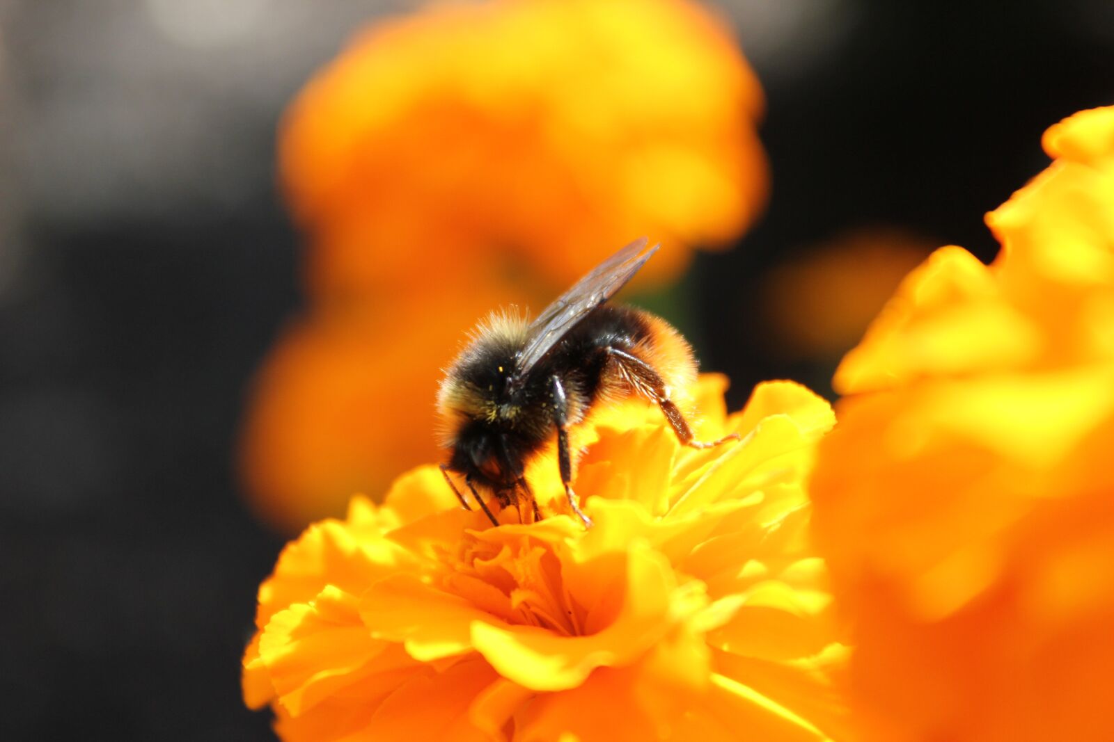 Canon EOS 550D (EOS Rebel T2i / EOS Kiss X4) sample photo. Bee, flower, insect photography