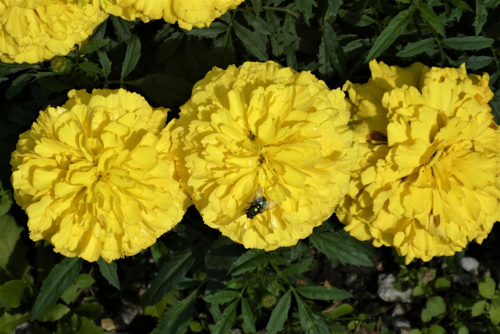 Panasonic Lumix DC-ZS70 (Lumix DC-TZ90) sample photo. Yellow marigold, bug, flowers photography