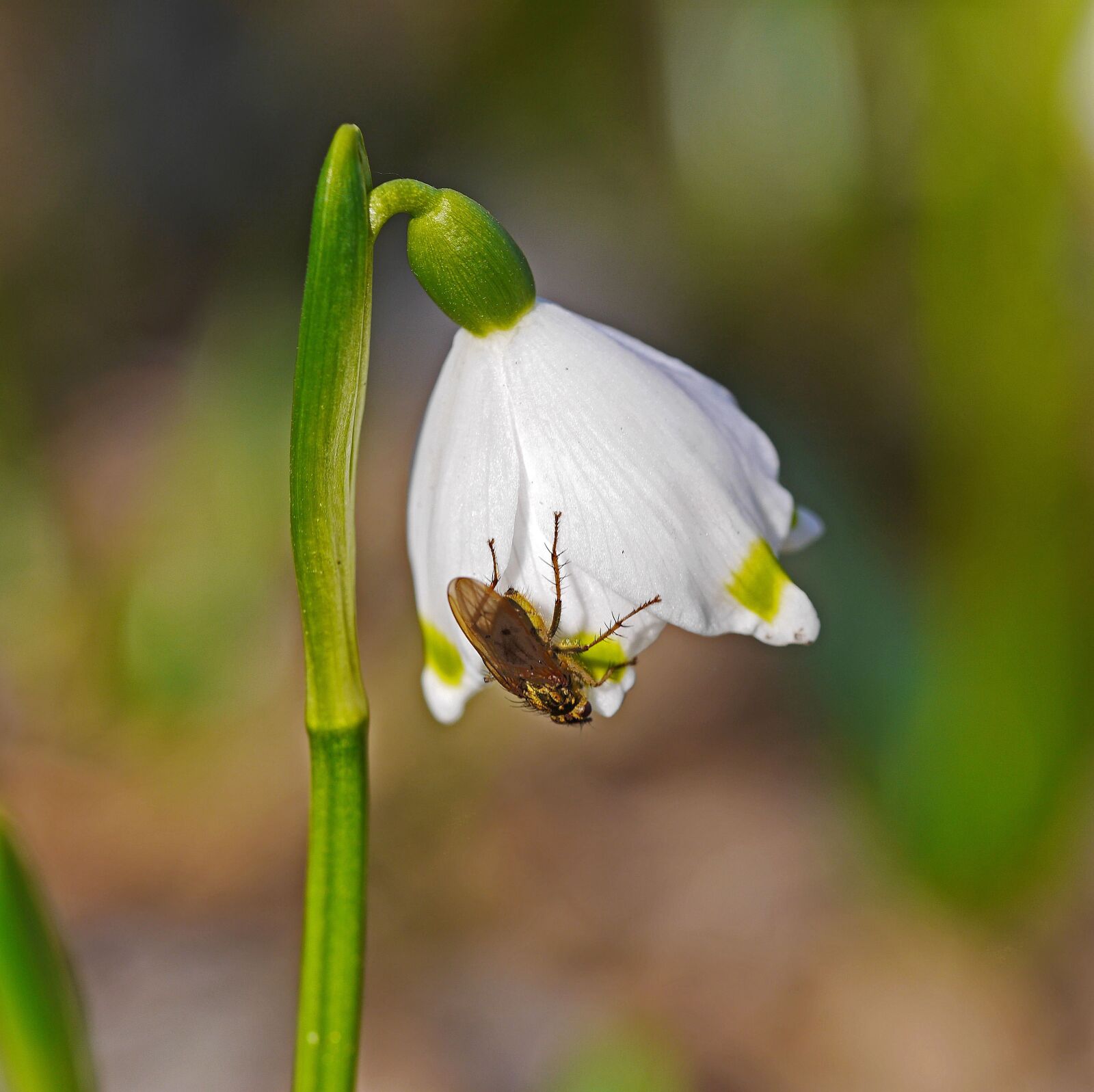 Panasonic Lumix DMC-GH3 sample photo. Snowflake, blossom, bloom photography