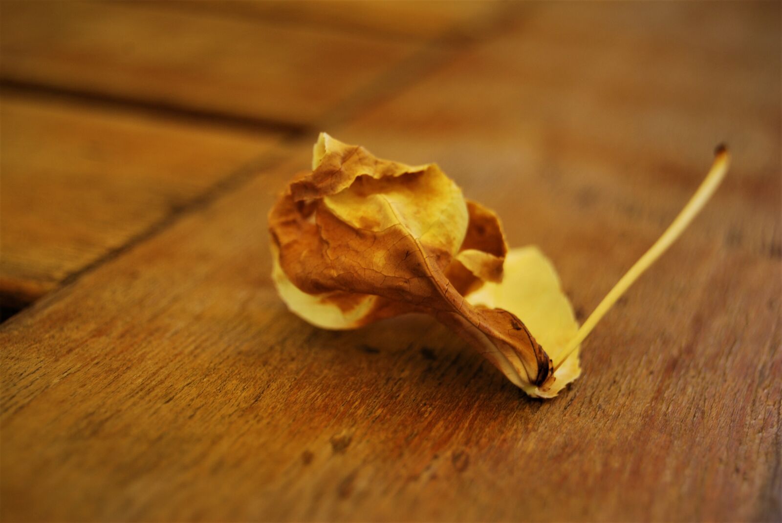 Nikon D40X sample photo. Wood, food, wallpaper photography