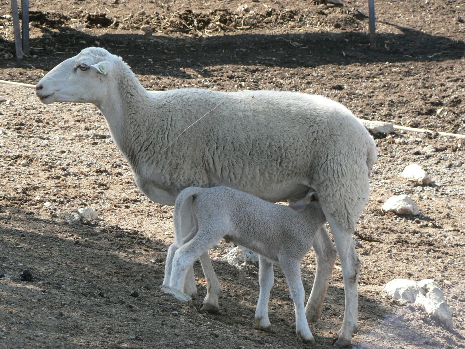 Panasonic DMC-FZ5 sample photo. Countryside, sheep photography