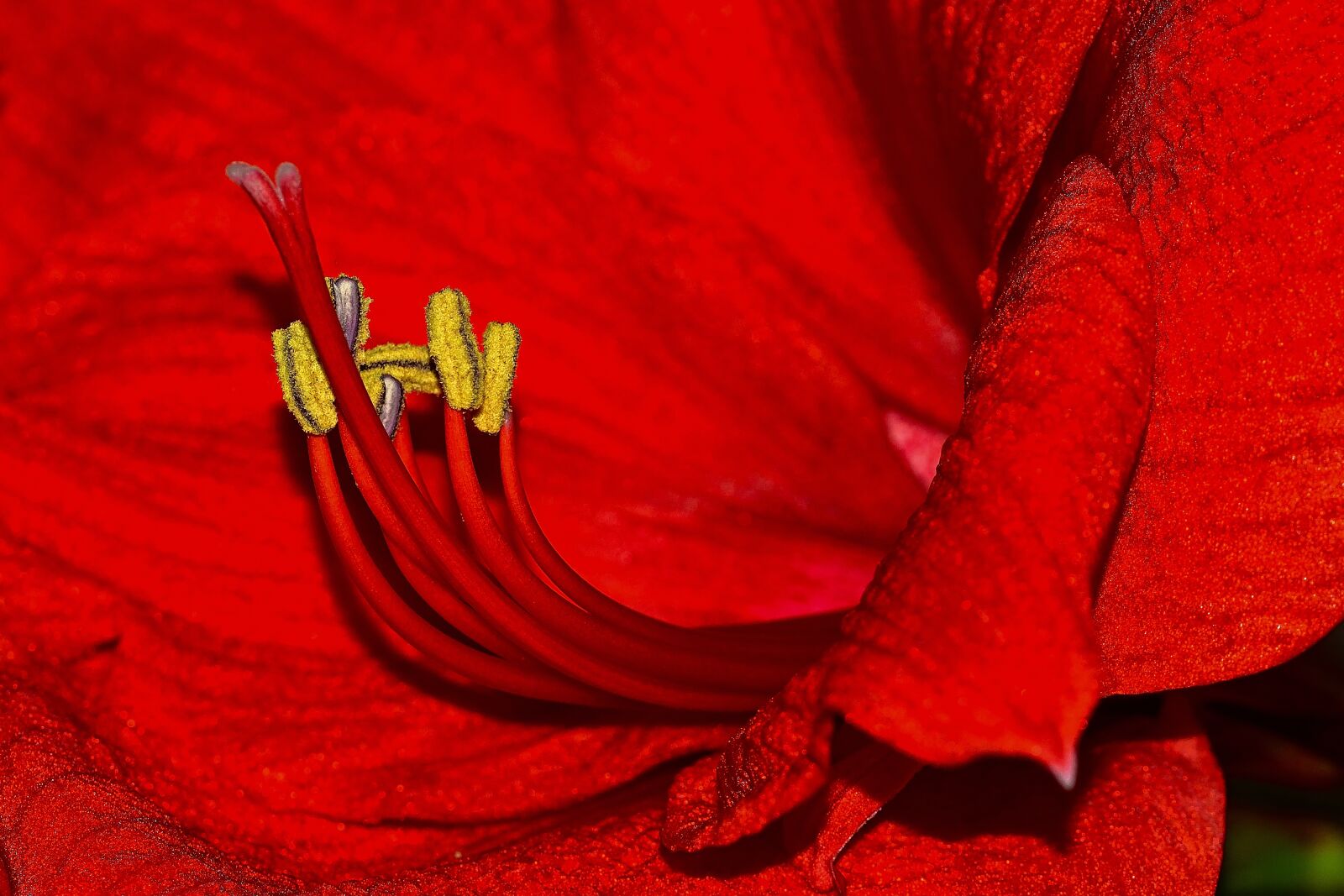 Nikon D5200 sample photo. Flowers, amaryllis, red photography