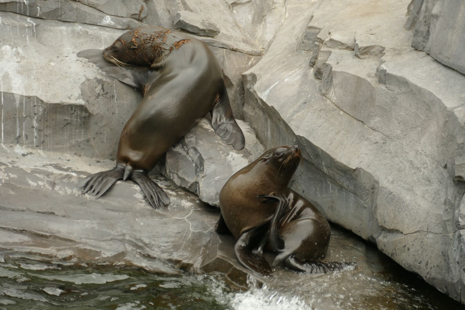 Panasonic Lumix DMC-FZ1000 sample photo. Sea ​​lion, predator, mammal photography