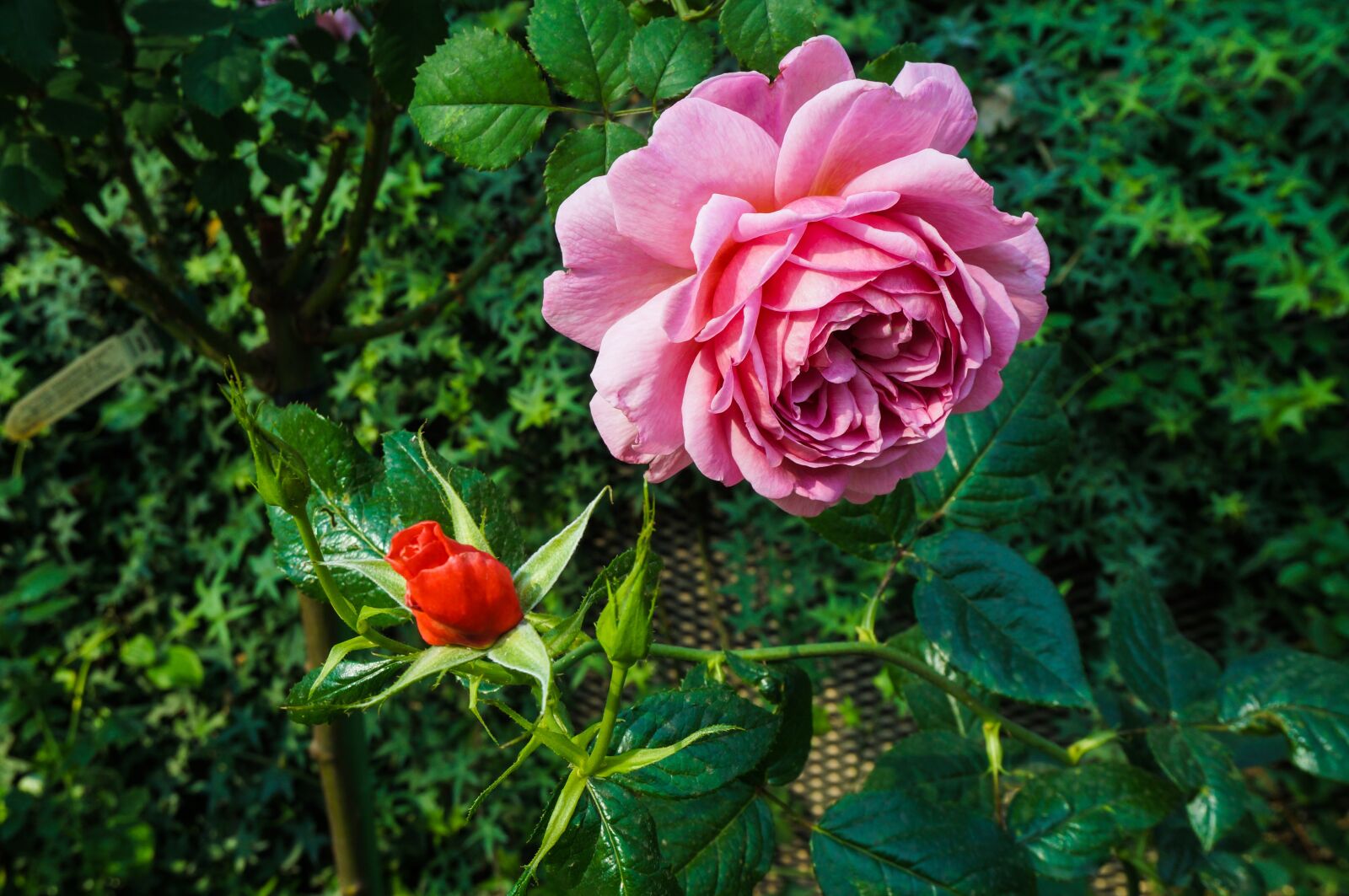 Sony Alpha NEX-3N sample photo. Flower, rose, nature photography