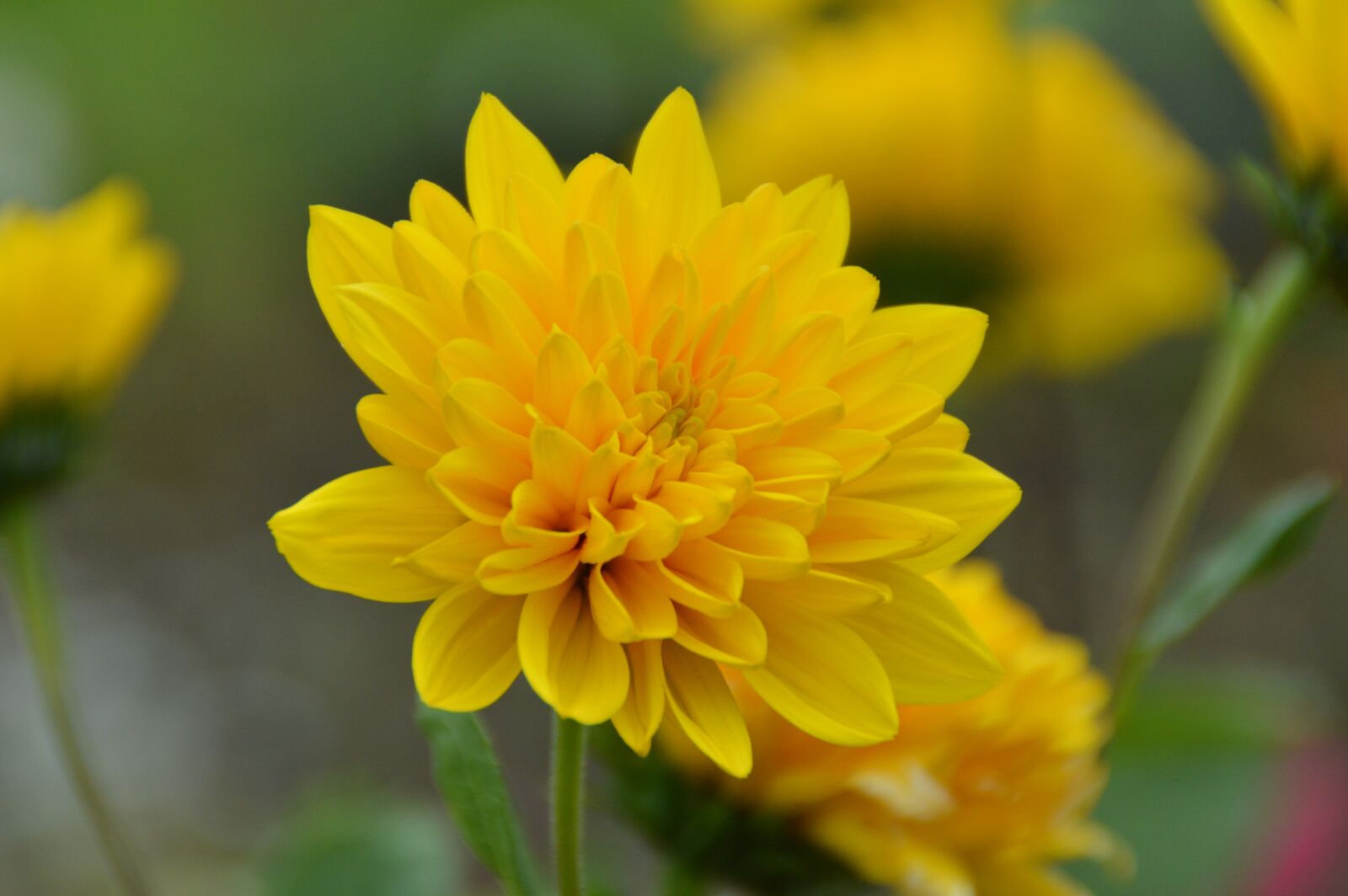 Nikon D3200 sample photo. Flower, blossom, bloom photography