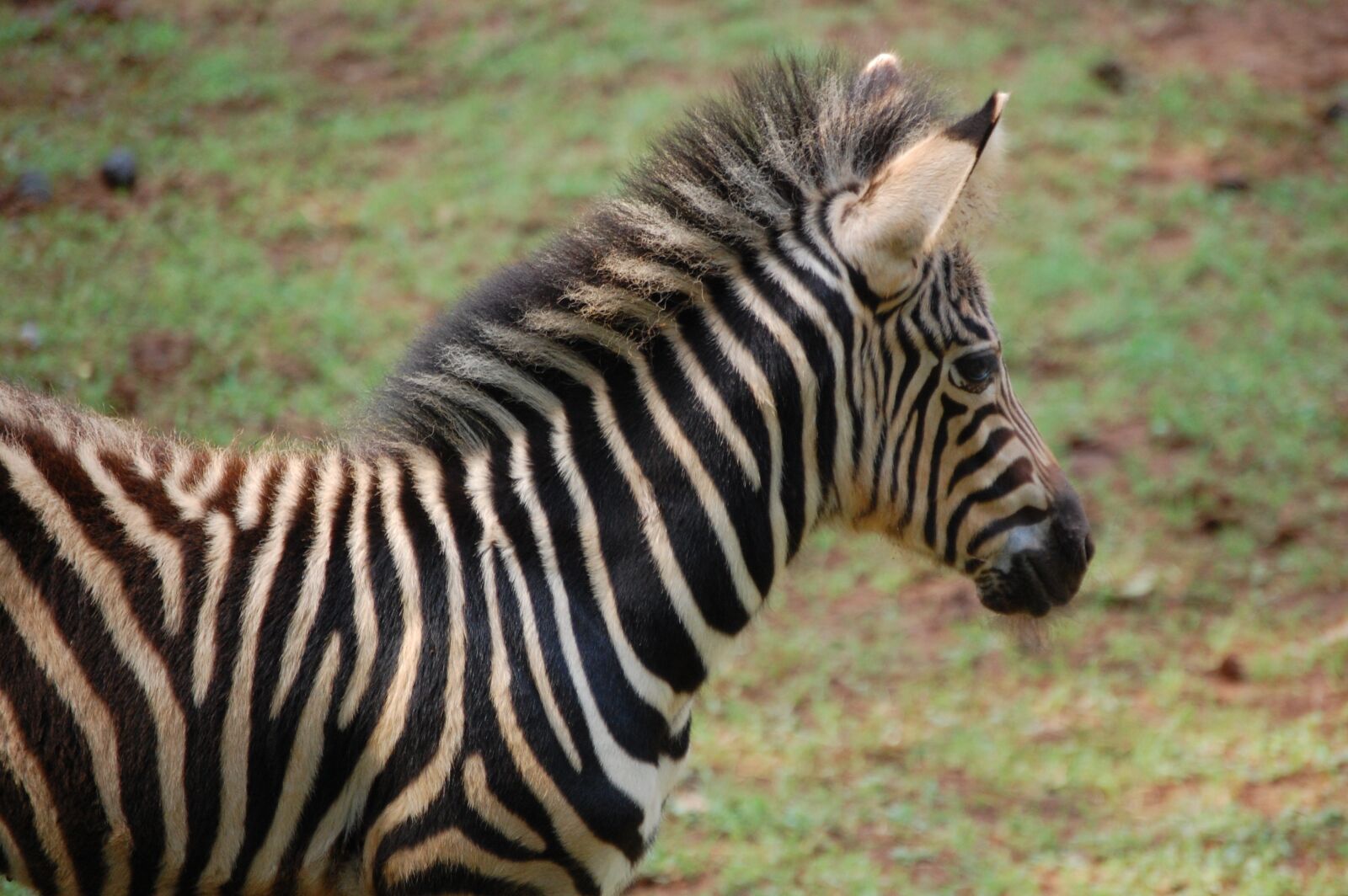 Nikon D40 sample photo. Zebra, stripe, white photography