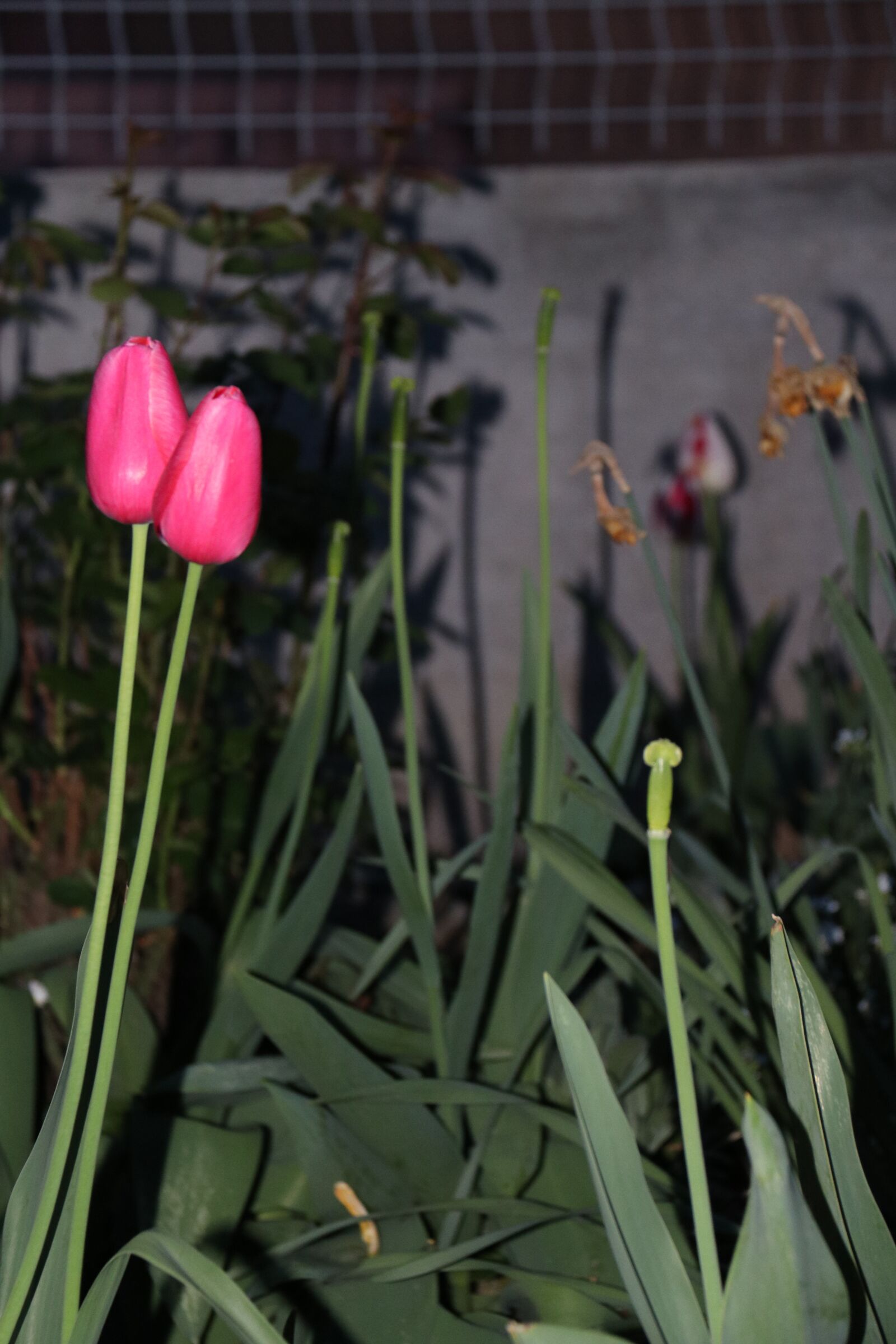 Canon EOS 80D + Canon EF-S 18-200mm F3.5-5.6 IS sample photo. Flower, spring, tulips photography