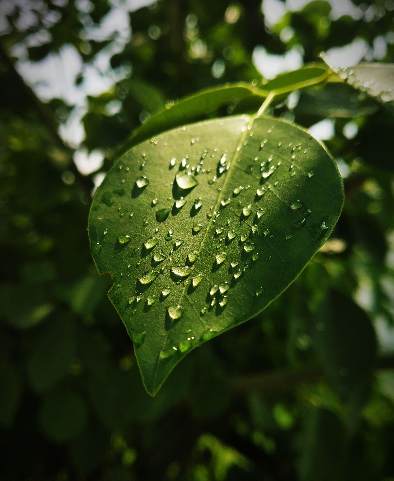 Xiaomi Redmi Note 5 Pro sample photo. Raindrops, sunlight, phone photography