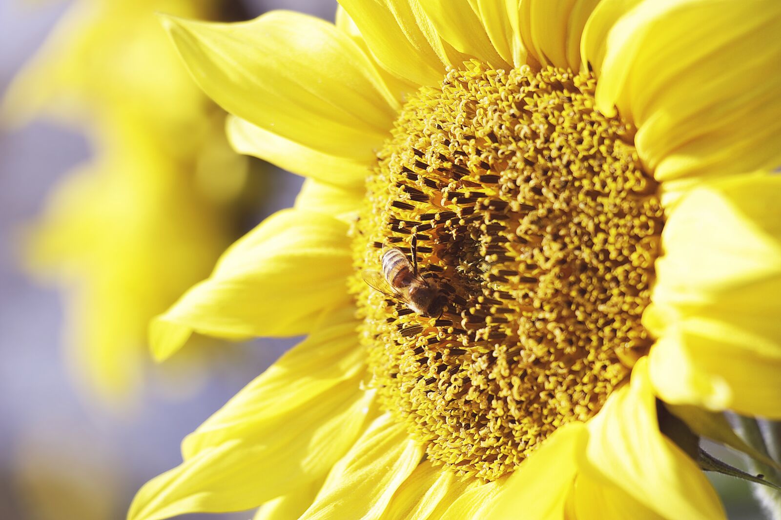 Canon EOS 100D (EOS Rebel SL1 / EOS Kiss X7) sample photo. Sunflower, flower, blossom photography