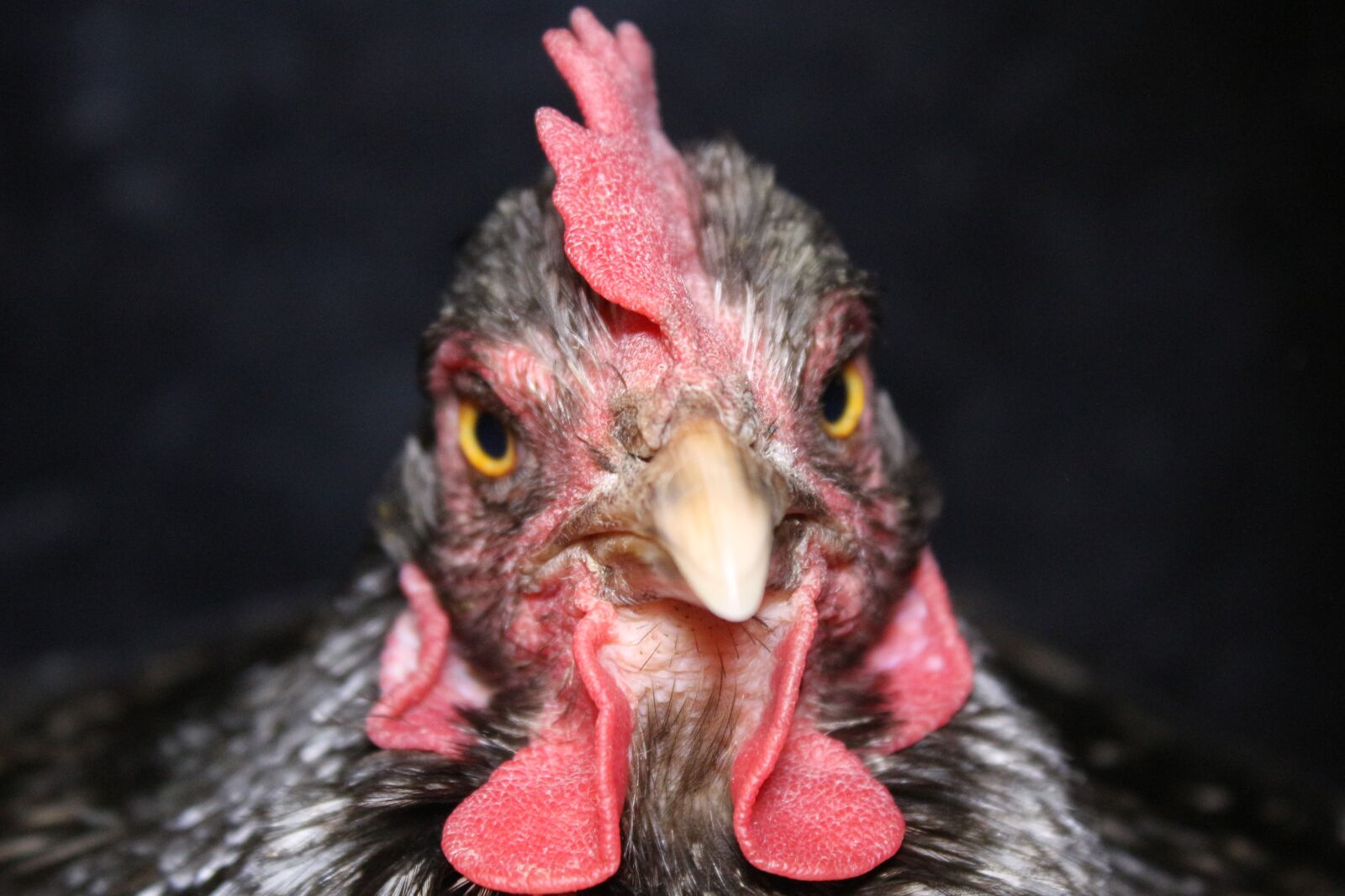 Canon EOS 700D (EOS Rebel T5i / EOS Kiss X7i) sample photo. Chicken, hen, bill photography