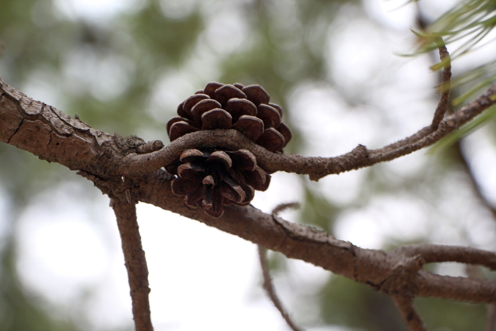 Canon EOS 650D (EOS Rebel T4i / EOS Kiss X6i) sample photo. Pine, pine cone, plants photography