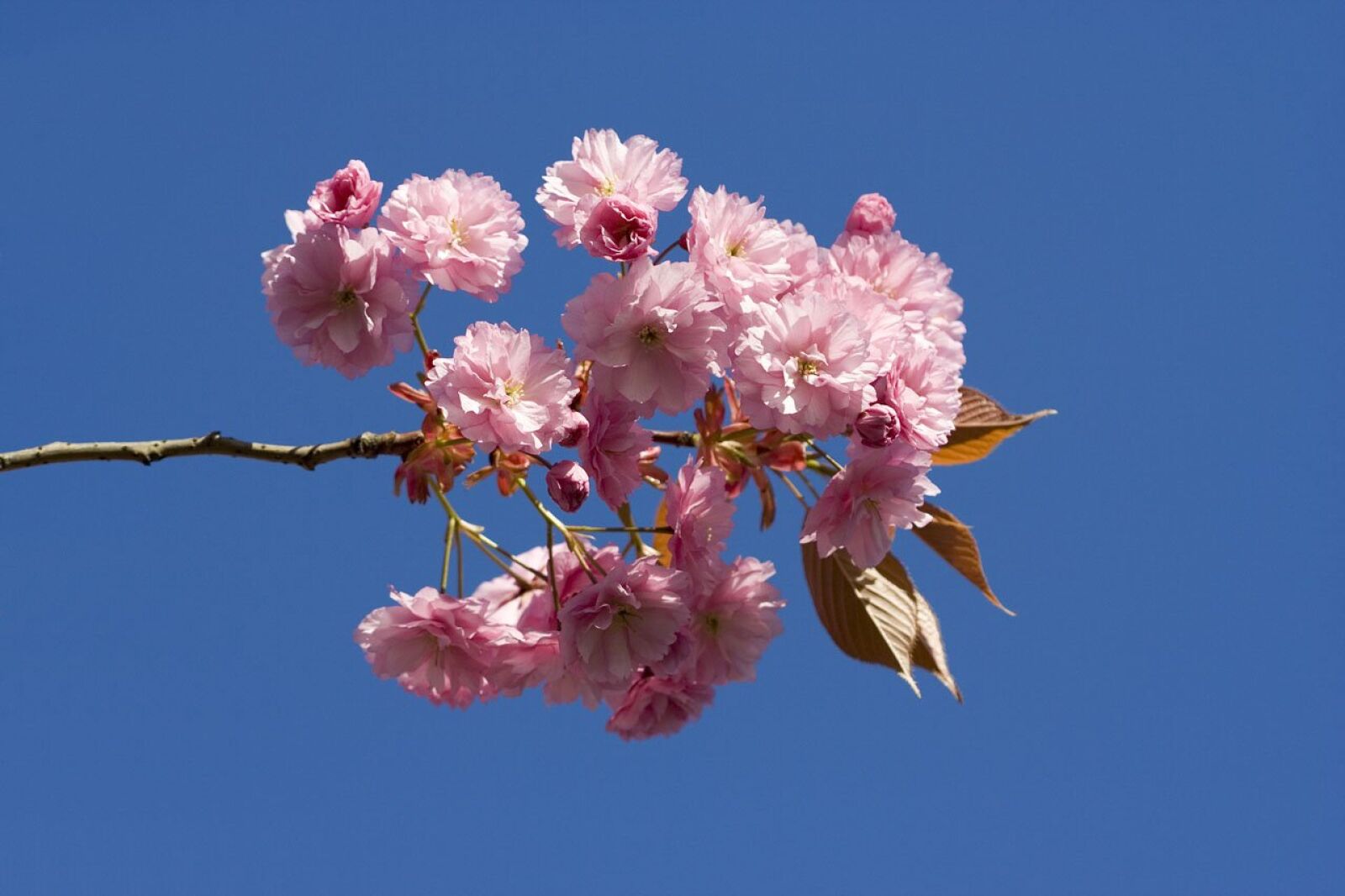 Canon EOS 350D (EOS Digital Rebel XT / EOS Kiss Digital N) sample photo. Japanese, flowering, cherry photography