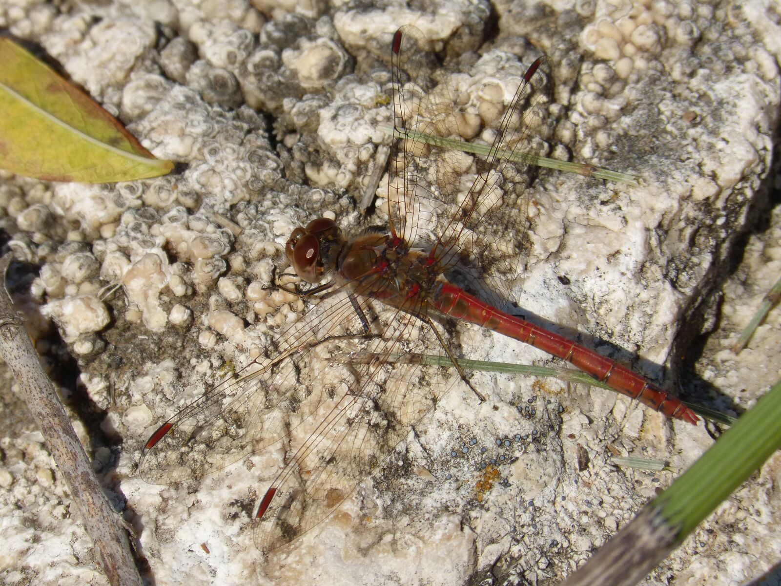 Panasonic DMC-FZ62 sample photo. Dragonfly, red dragonfly, rock photography