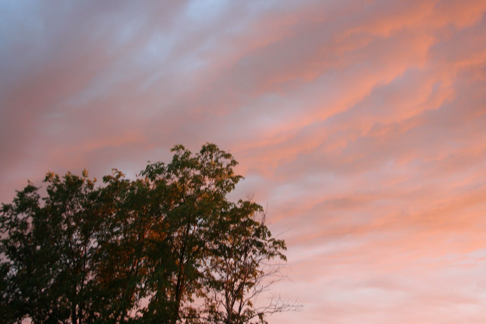 Canon EOS 350D (EOS Digital Rebel XT / EOS Kiss Digital N) sample photo. Pink, sky, summer photography