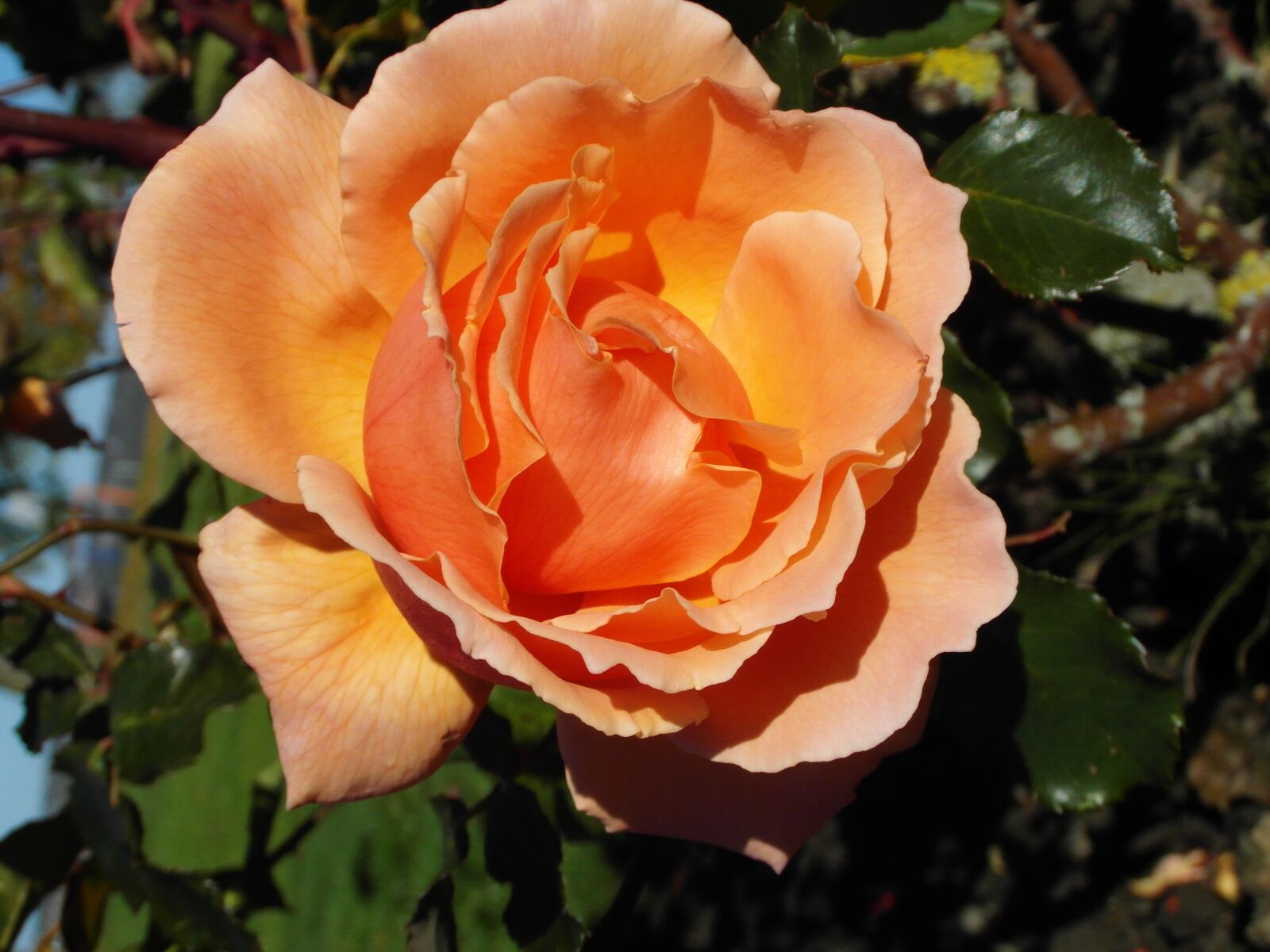 Samsung WB750 sample photo. Rose, orange, flower photography