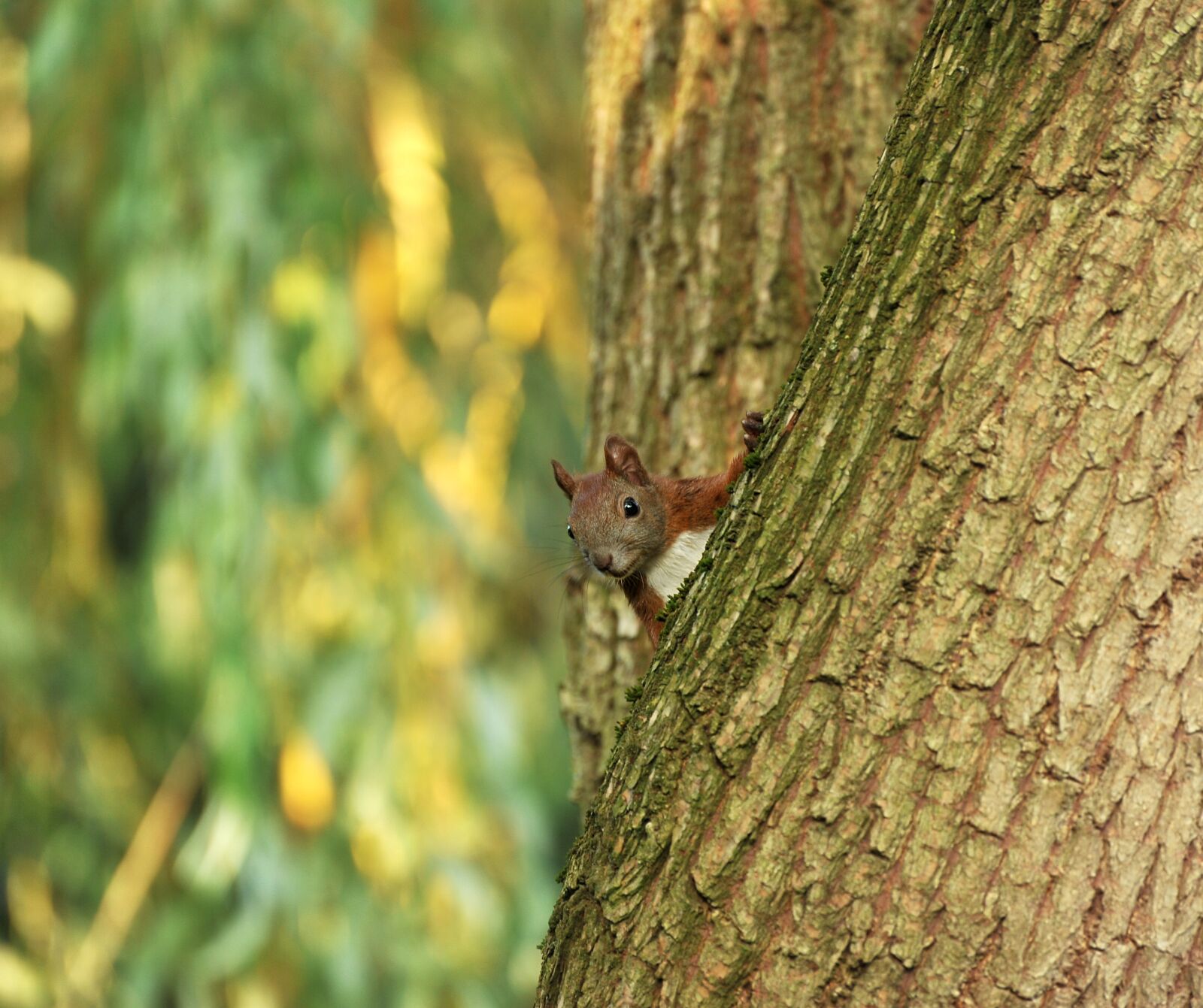 Nikon D3S sample photo. Squirrel, tree, pasture photography