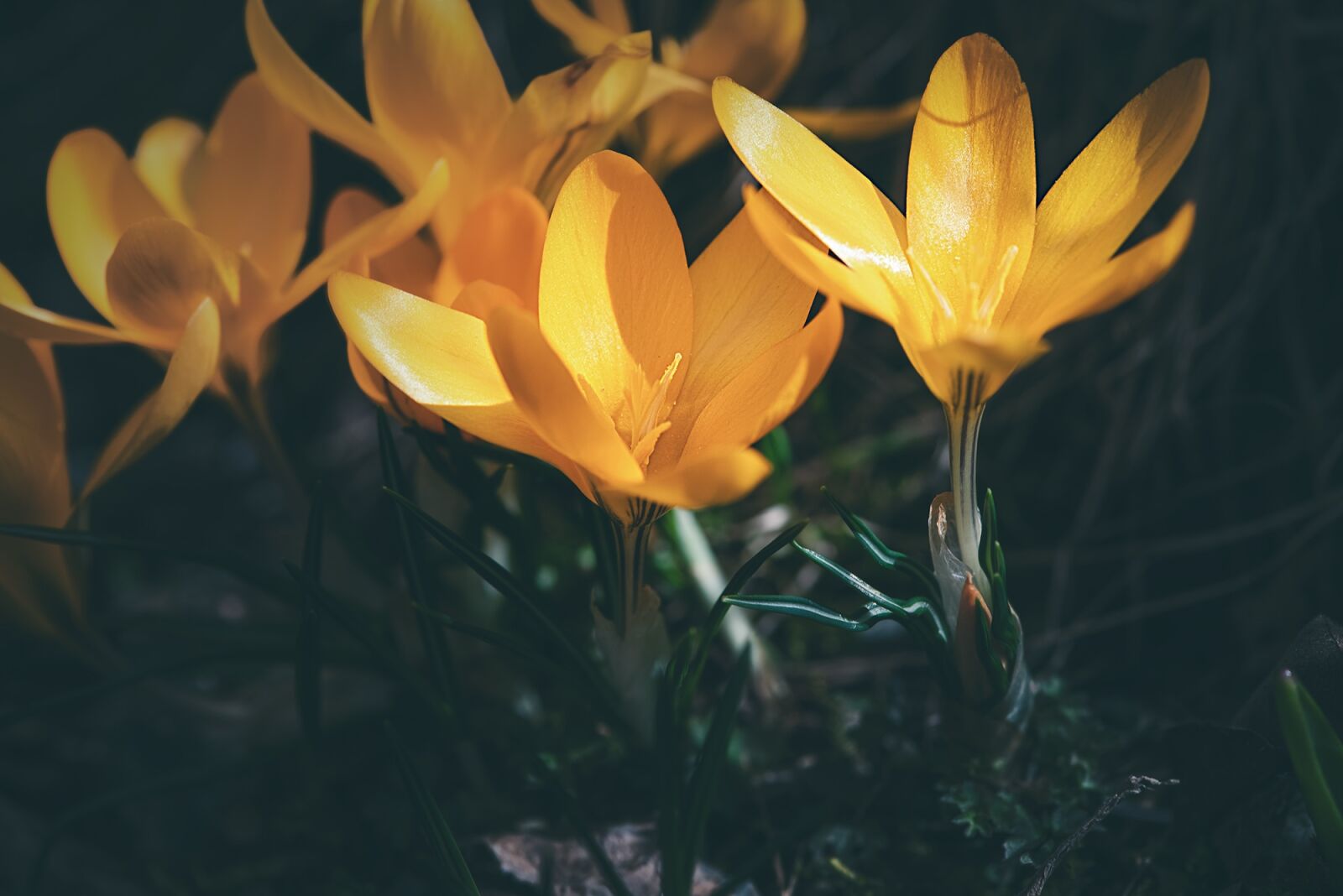 Nikon D750 sample photo. Crocus, yellow, yellow crocuses photography