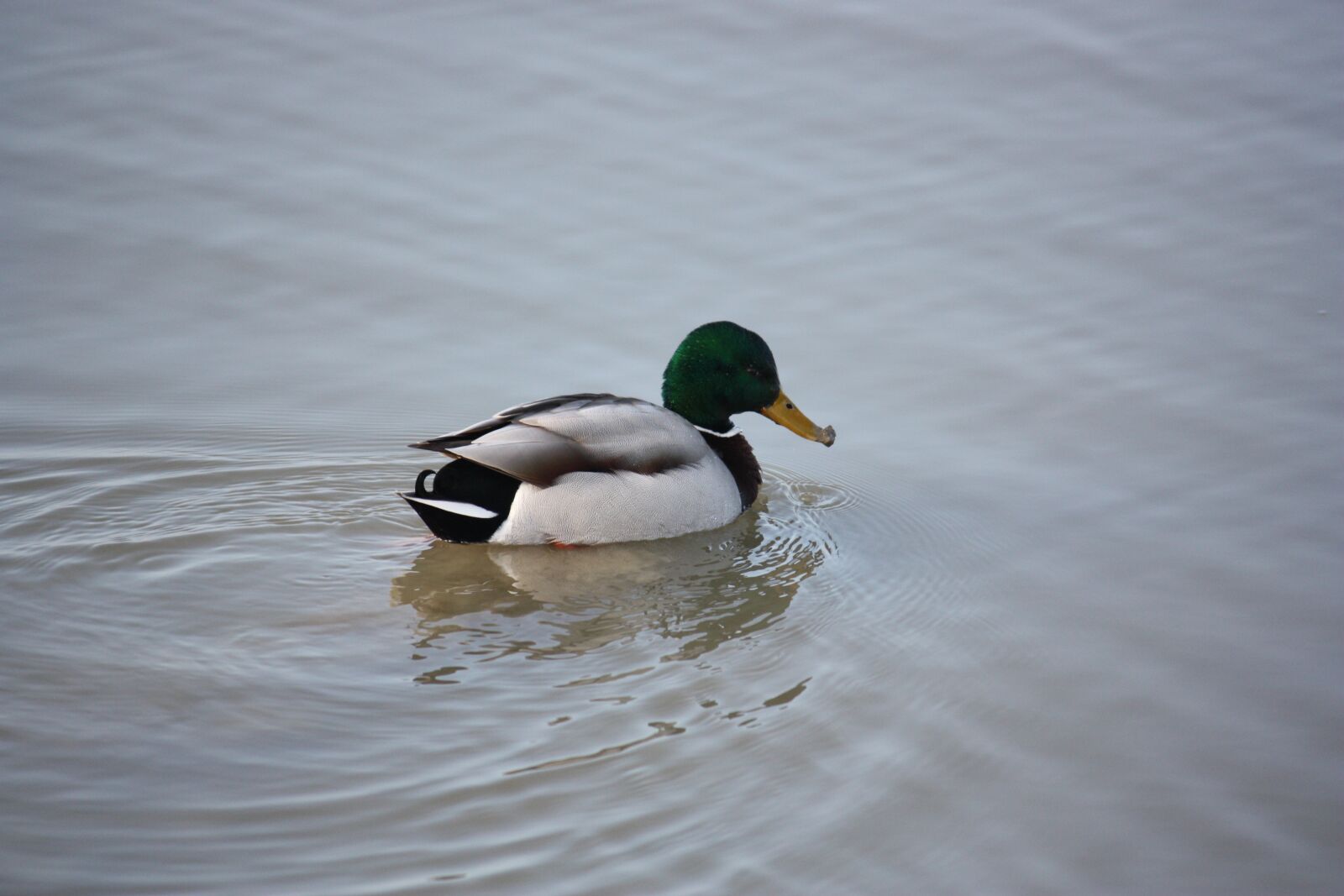Canon EOS 450D (EOS Rebel XSi / EOS Kiss X2) sample photo. Wadden sea, mallard, water photography