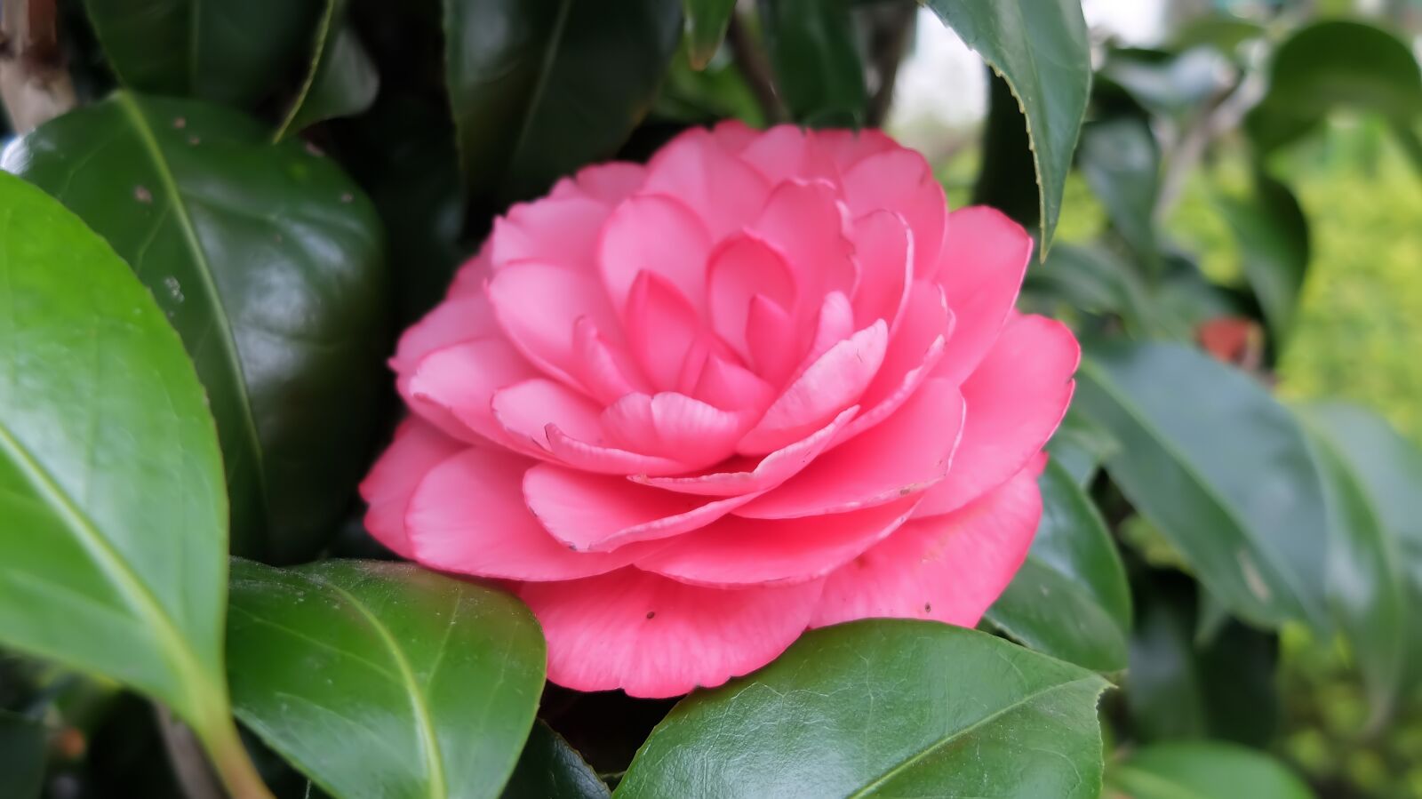 Fujifilm X30 sample photo. Flora, flower, nature photography