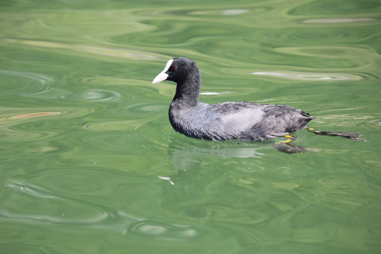 Canon EOS 550D (EOS Rebel T2i / EOS Kiss X4) sample photo. Walchsee, vacations, austria photography