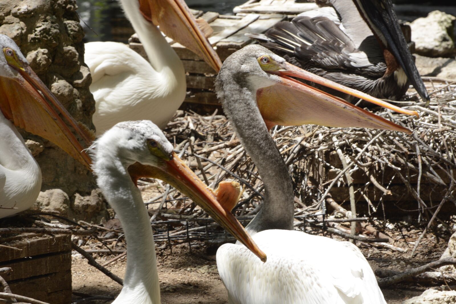 Nikon D7100 sample photo. White pelicans, birds, pelican photography
