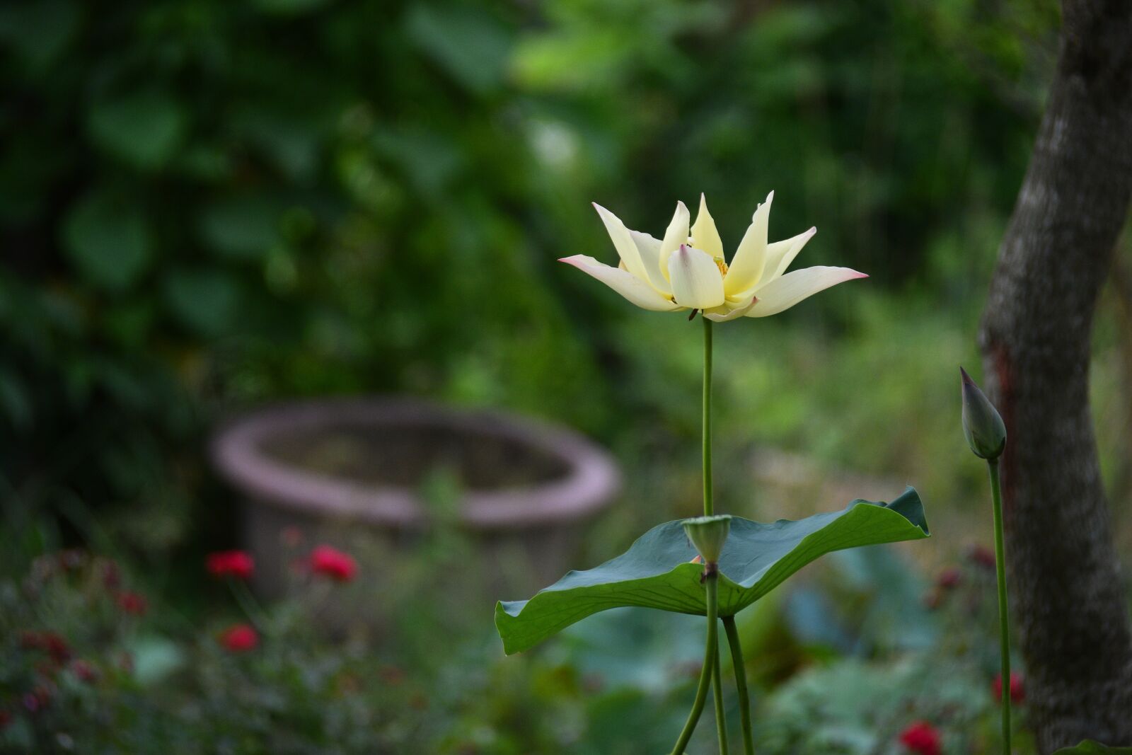 Nikon D7200 sample photo. Flower, petals, leaves photography