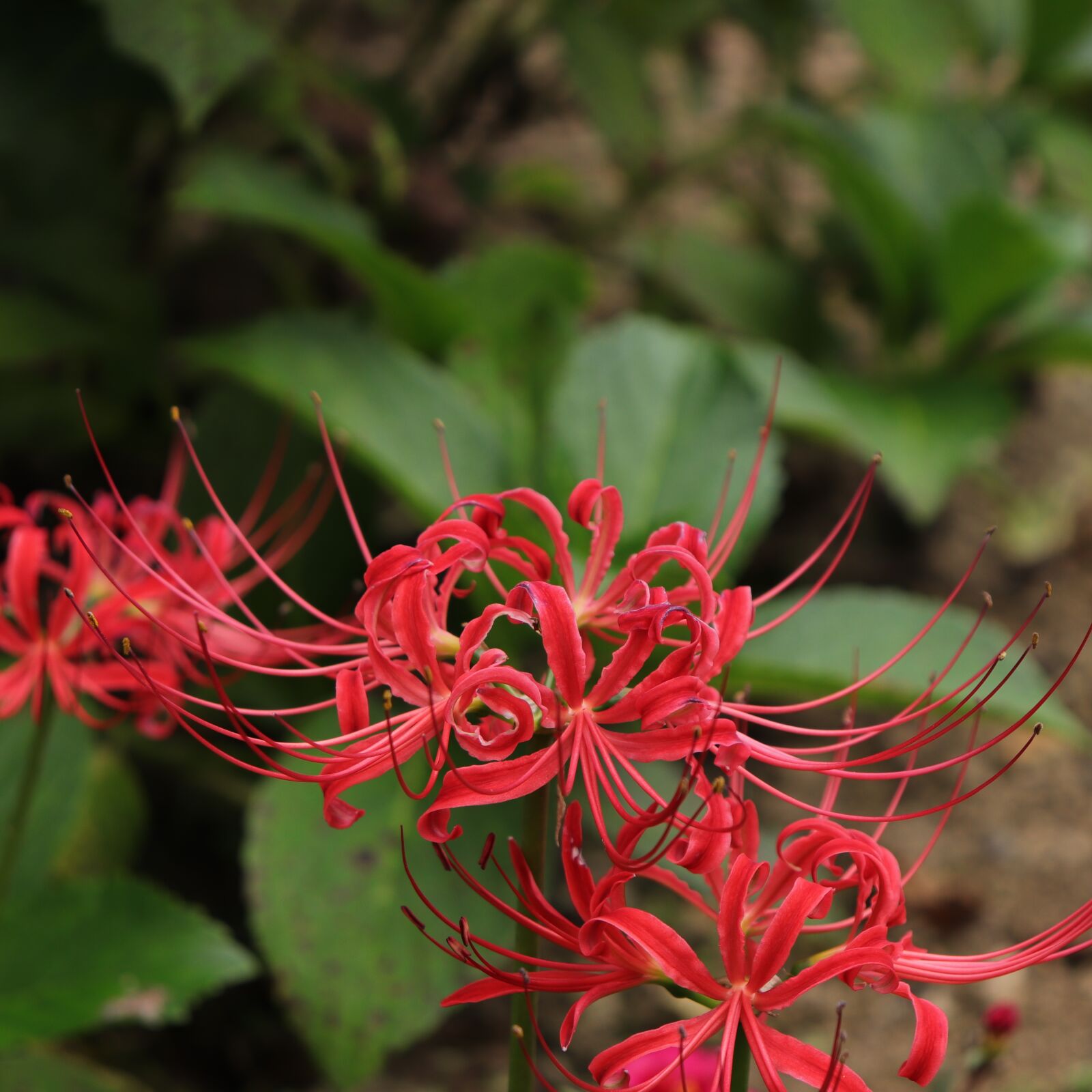 Canon EF-S 18-55mm F4-5.6 IS STM sample photo. Lycoris squamigera, flowers for photography
