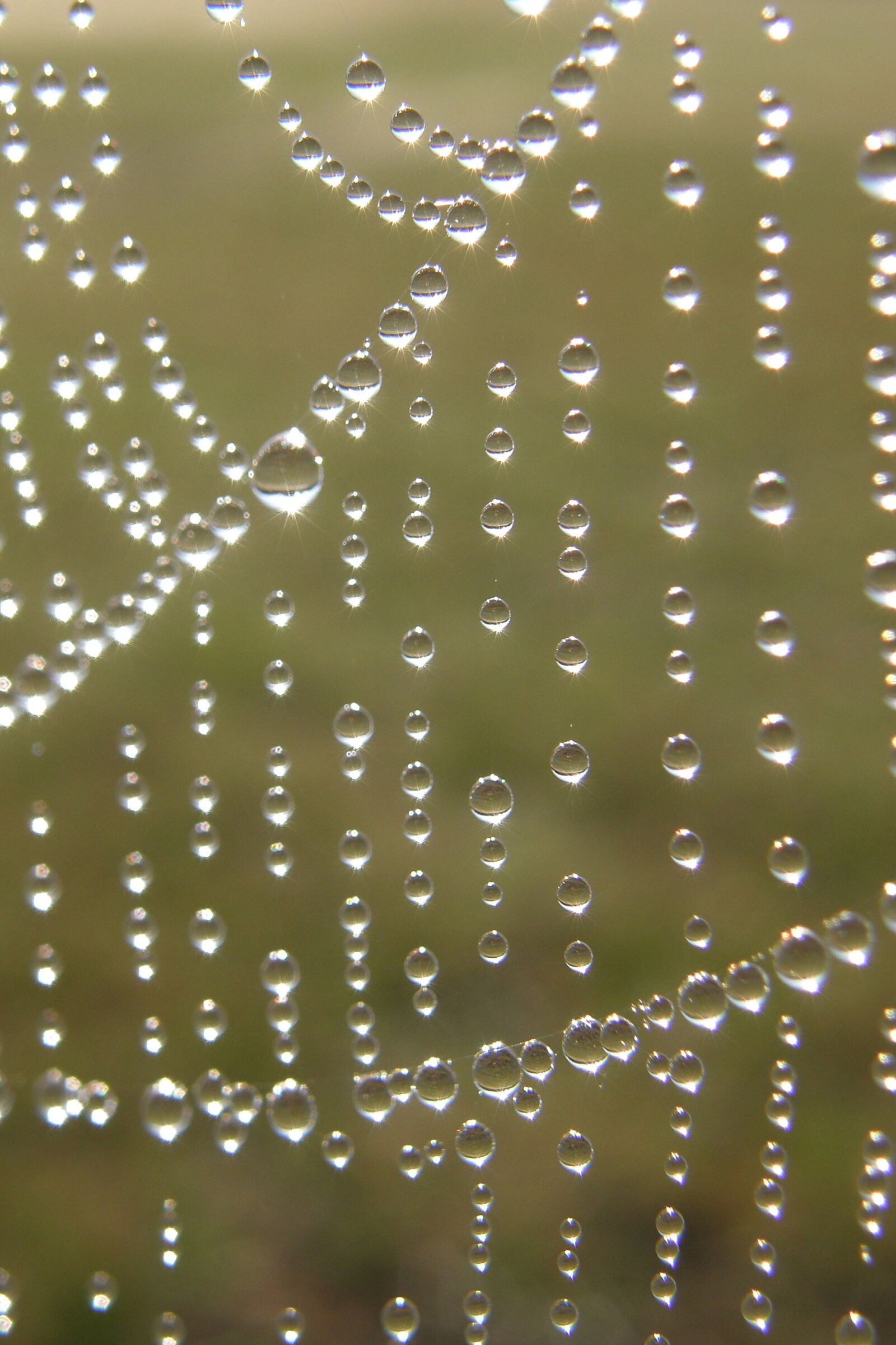 Olympus SP550UZ sample photo. Dew drops, rain, dew photography