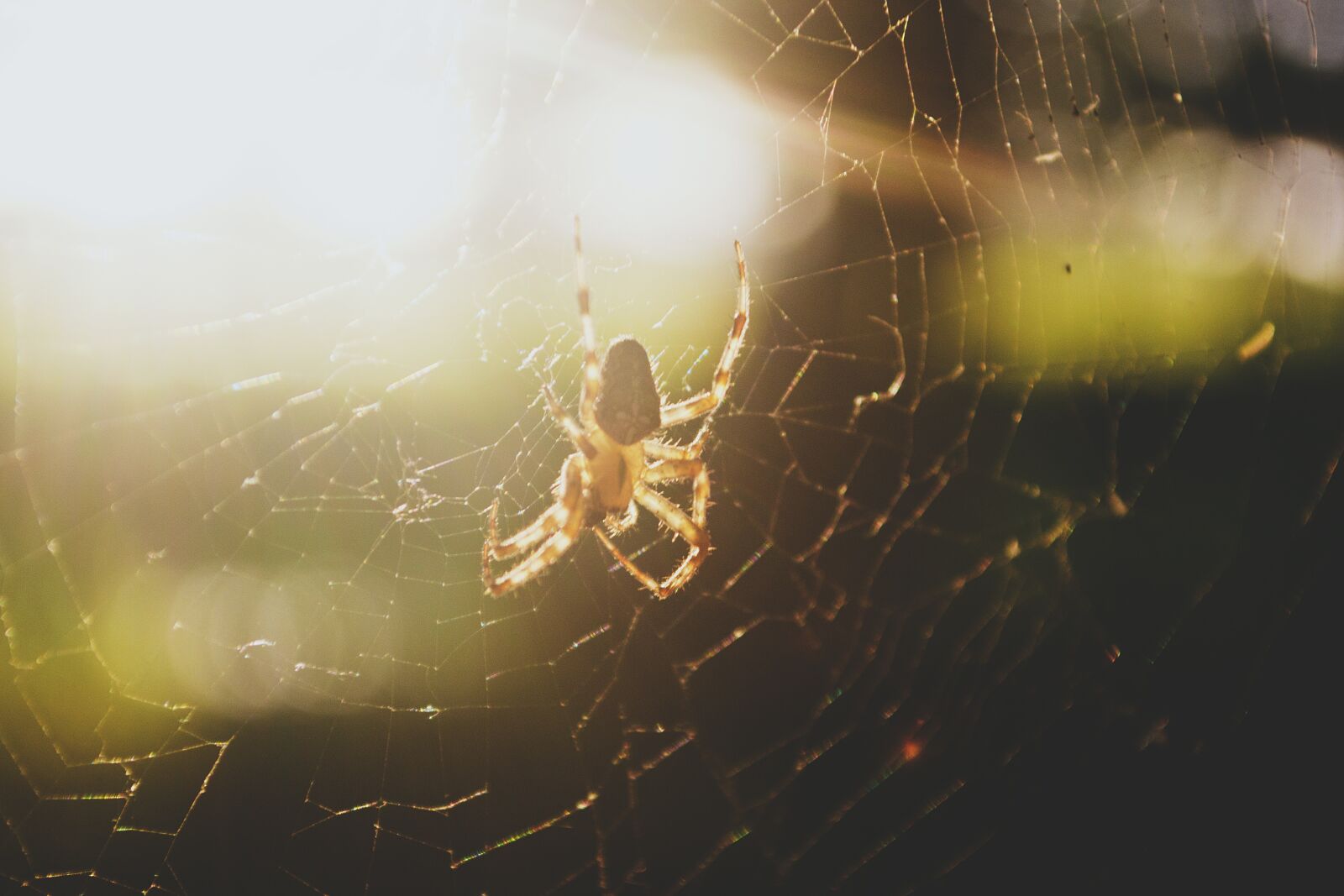 Nikon D3100 sample photo. Animals, nature, insect photography